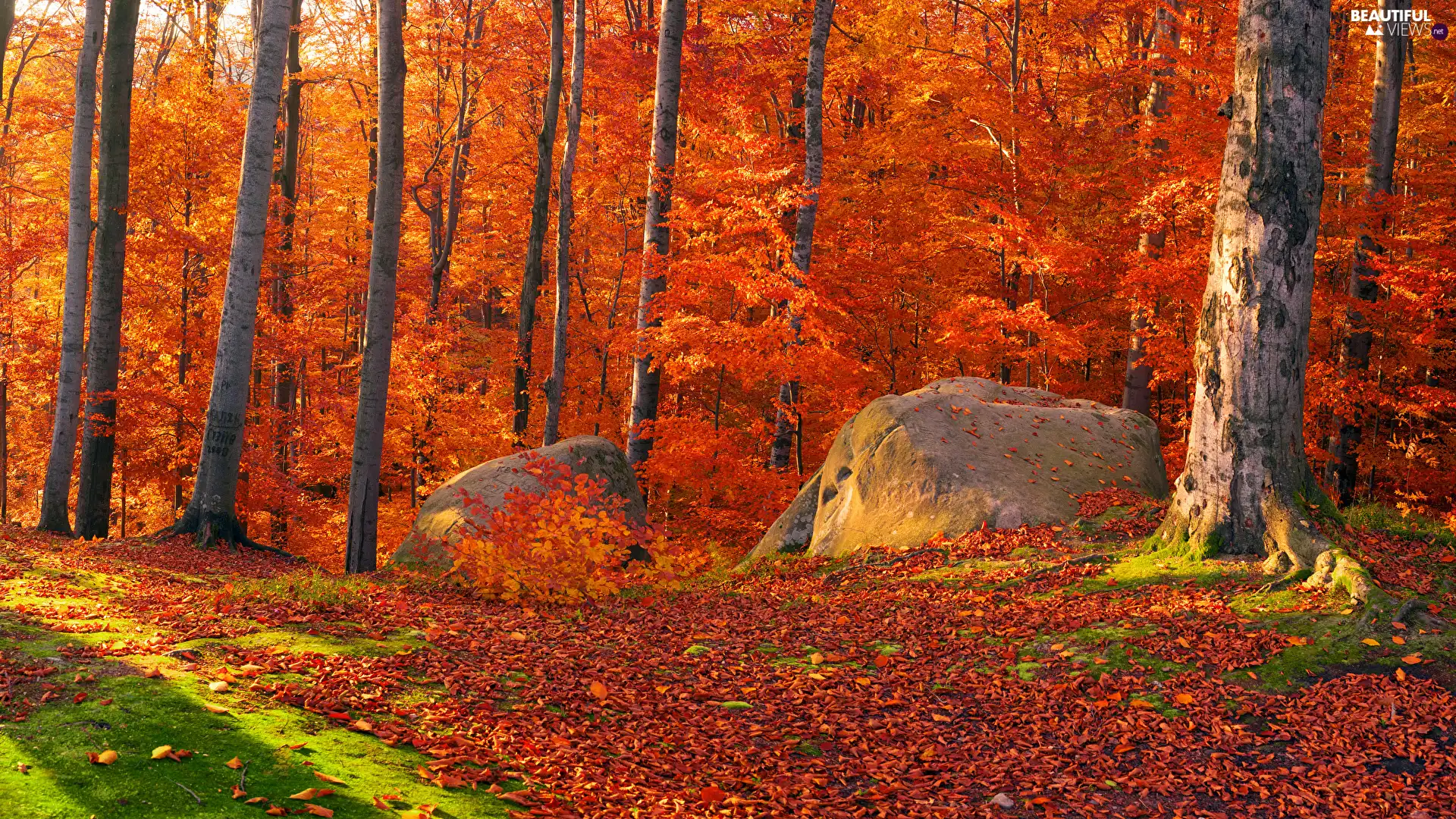 Leaf, trees, boulders, viewes, forest, autumn, Stones