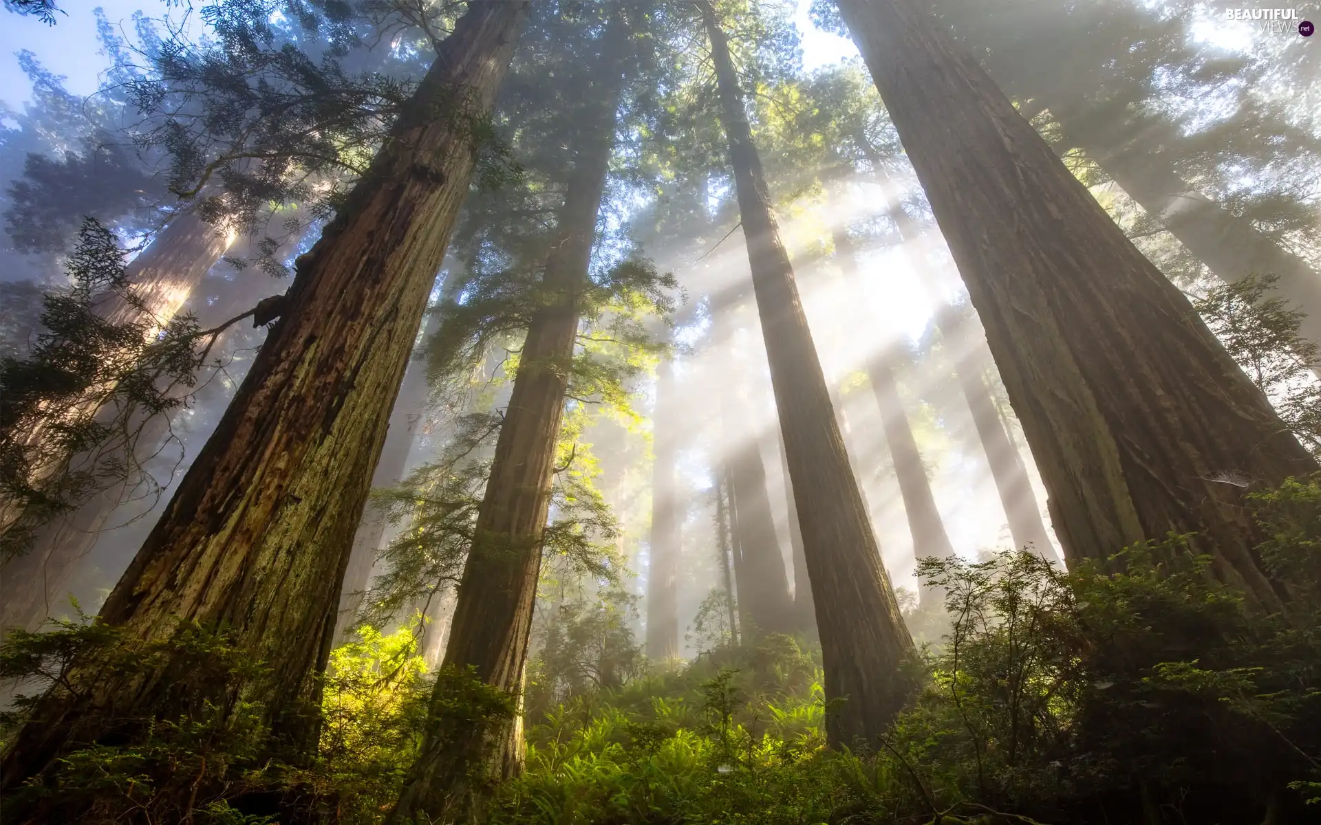 viewes, forest, light breaking through sky, Bush, redwoods, trees