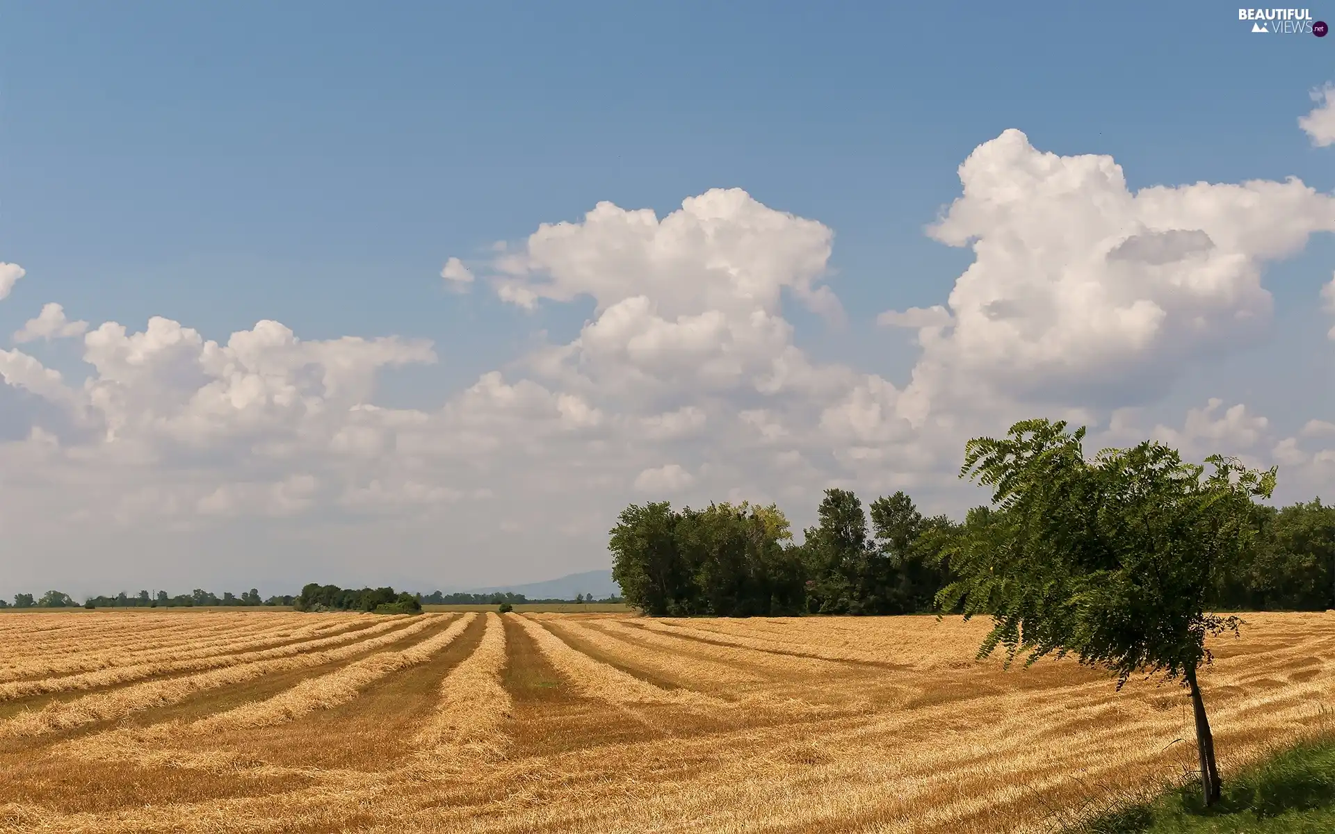 trees, Field, Sky, cereals, Mowed, viewes, clouds