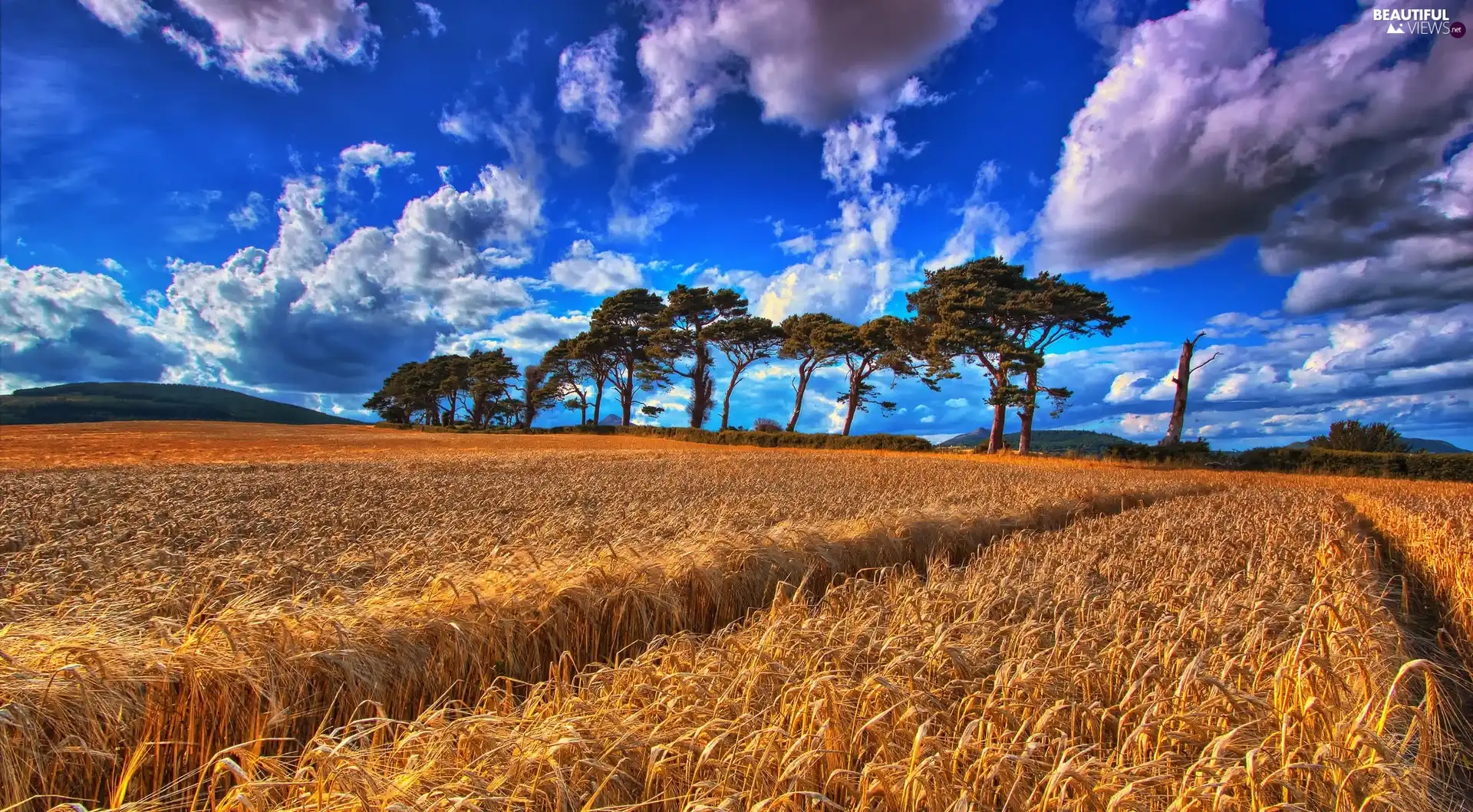 viewes, clouds, corn, trees, Field