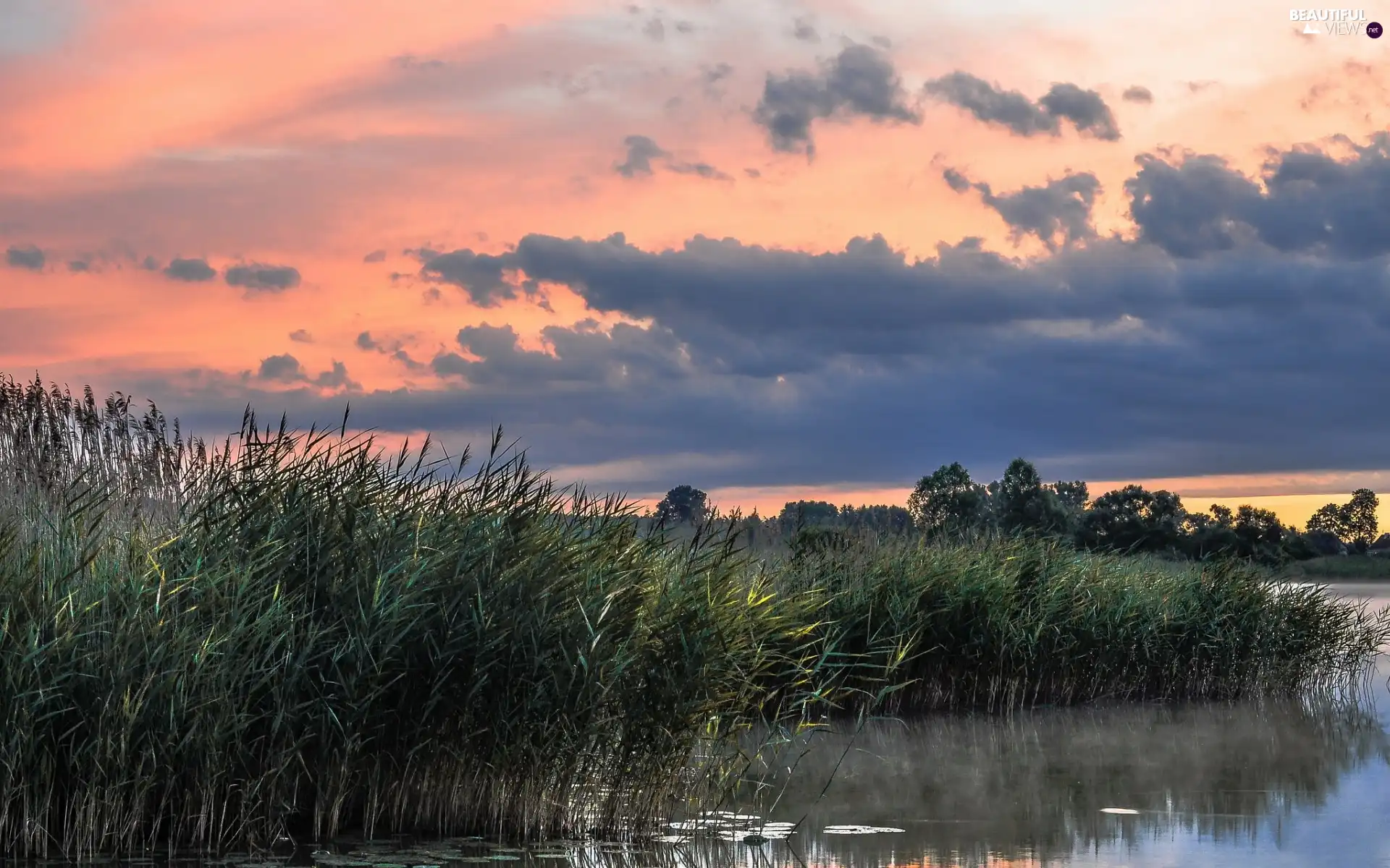 viewes, clouds, rushes, trees, lake