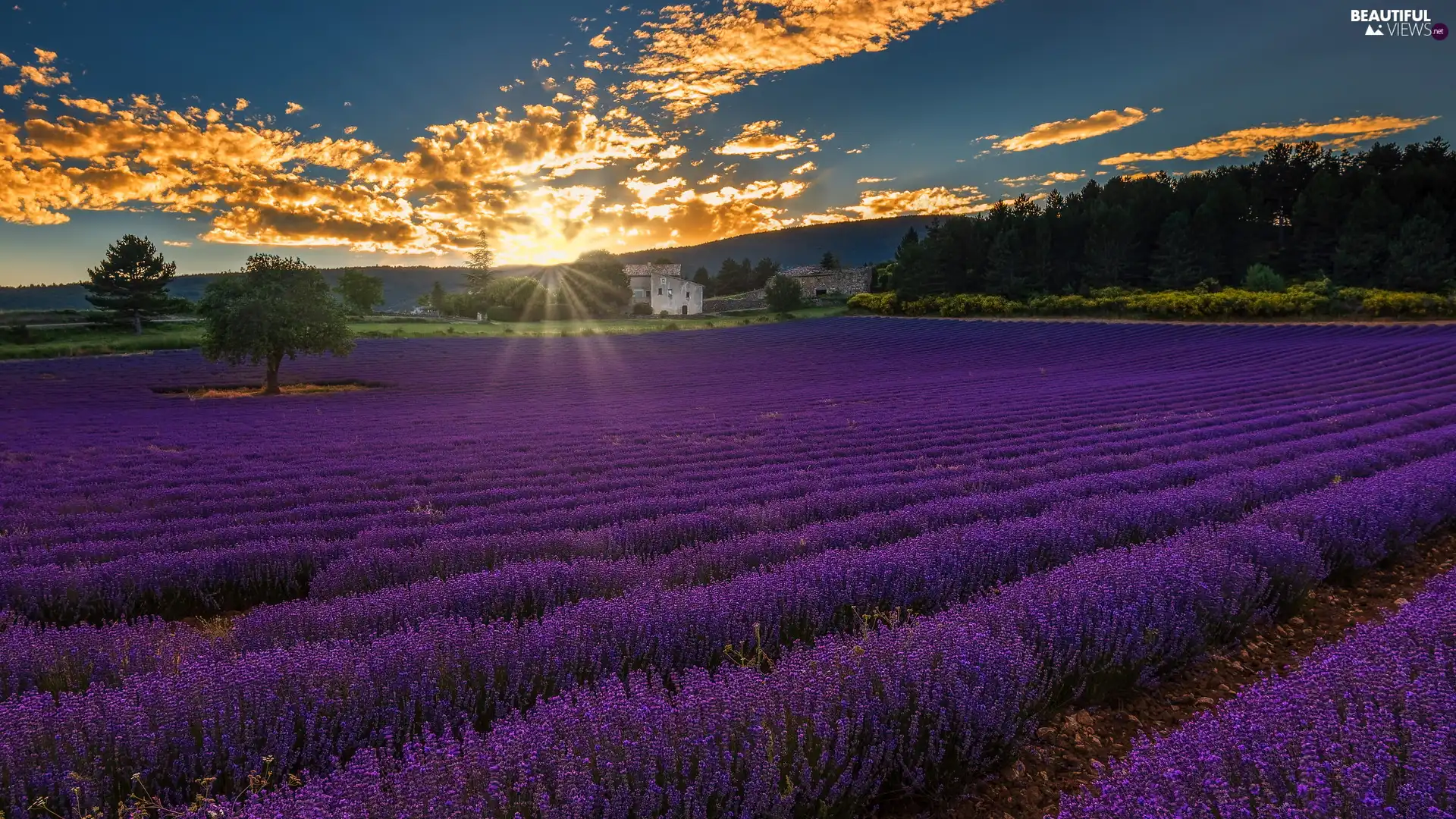 lavender, trees, rays of the Sun, viewes, clouds, Field, plantation, house