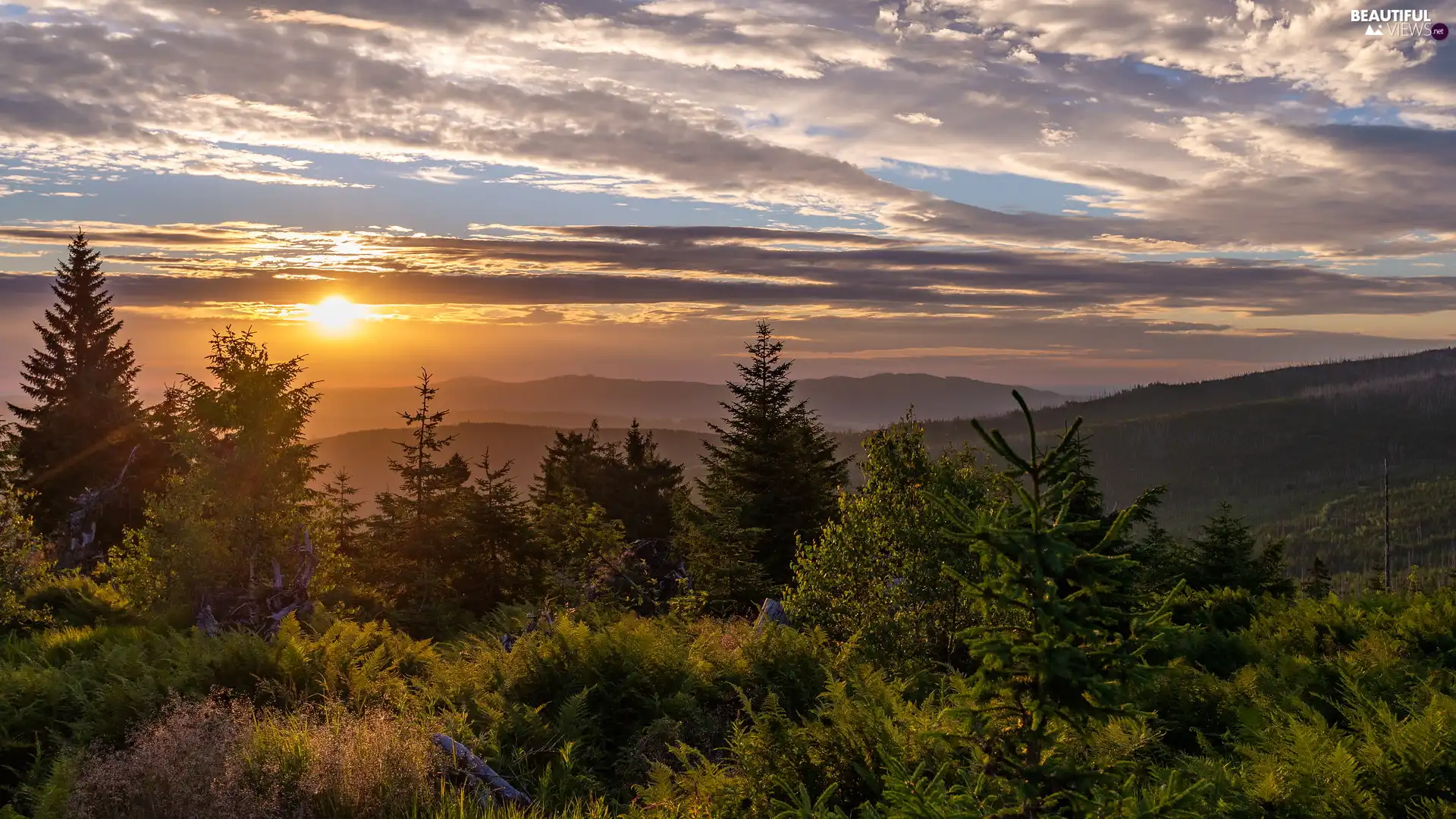 Mountains, Sunrise, trees, viewes, woods, clouds