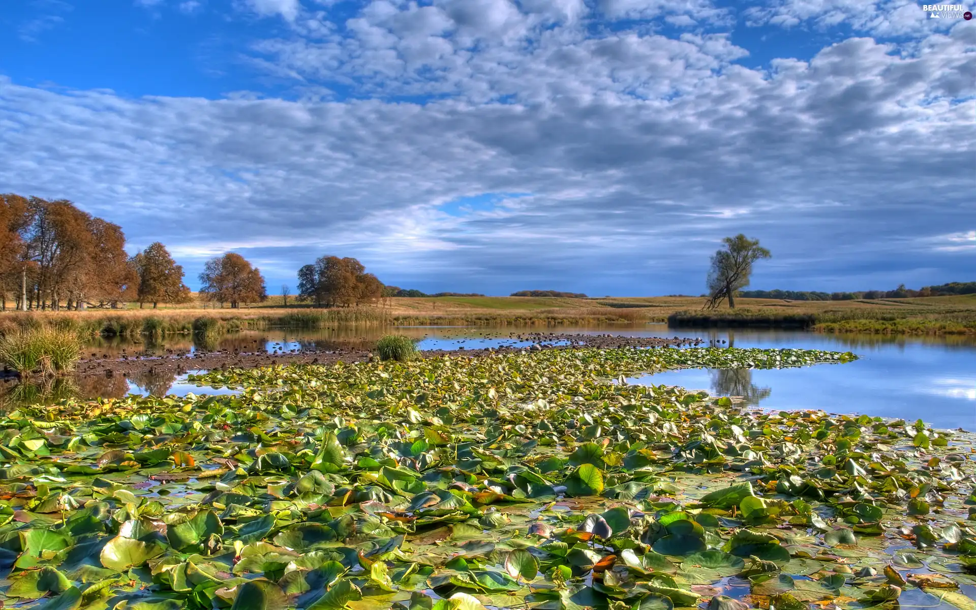 trees, lilies, Meadow, water, lake, viewes, clouds