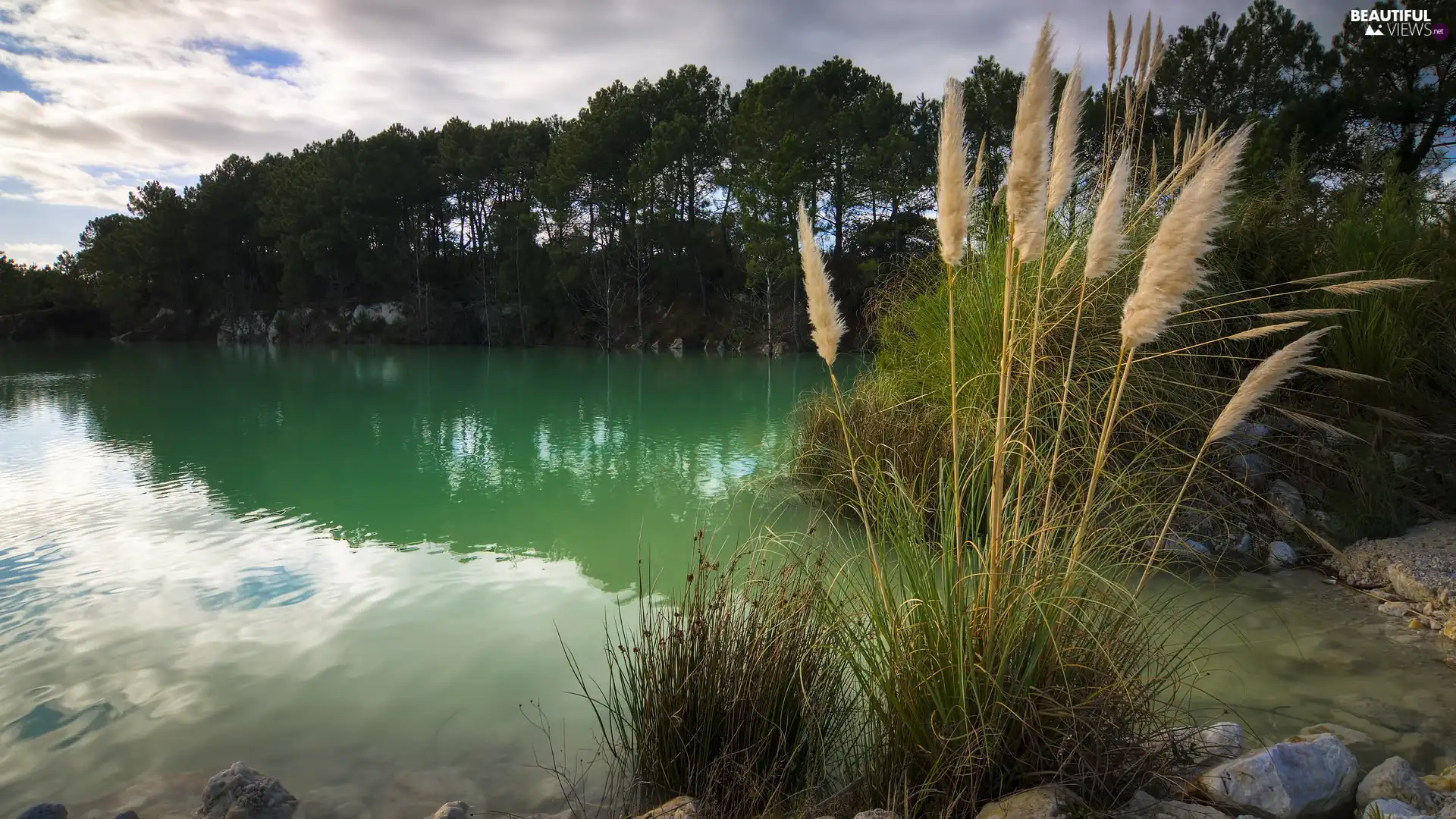 trees, viewes, Clumps, lake, grass