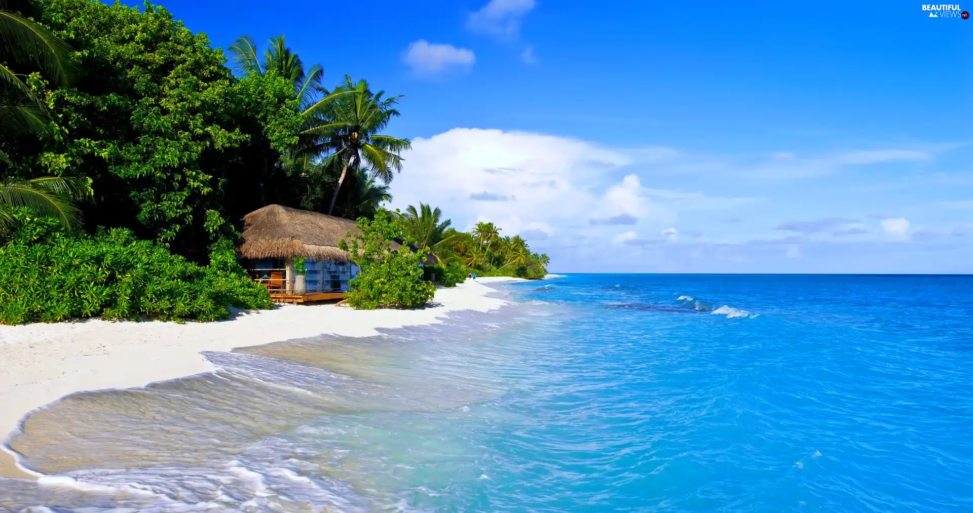 trees, Beaches, Palms, house, sea, viewes, Coast