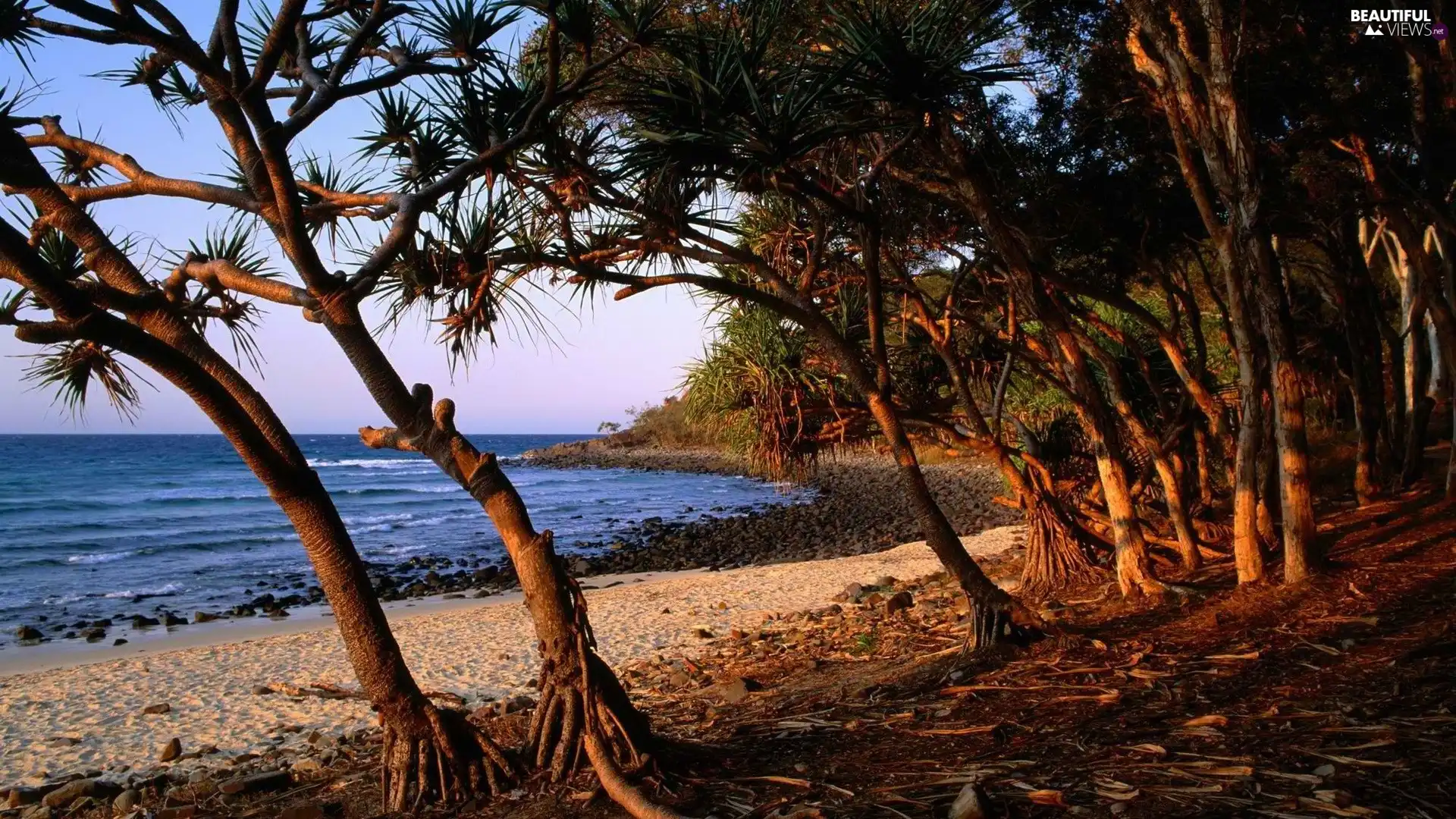 Coast, trees, viewes, Australia