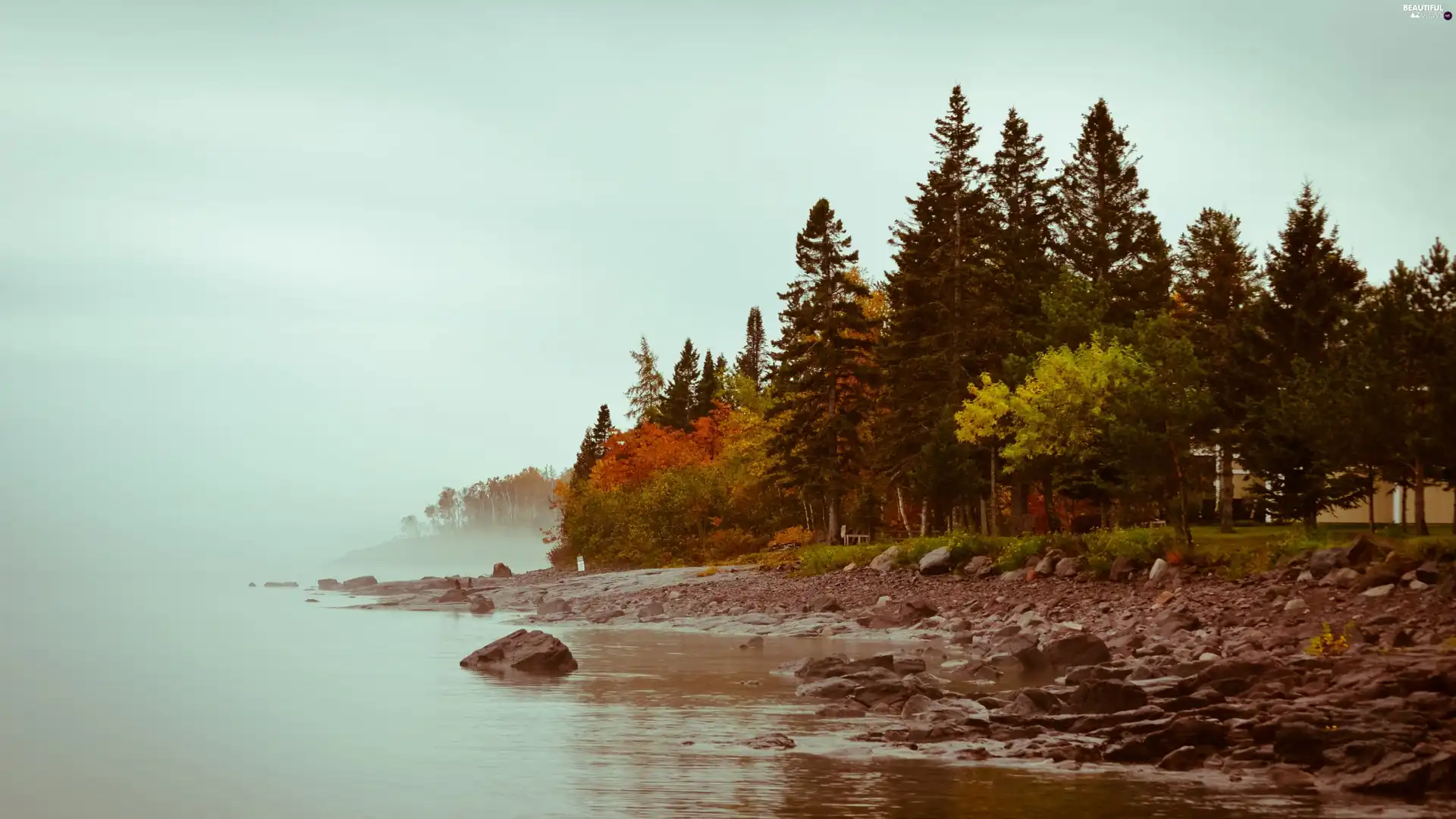 Coast, trees, viewes, lake