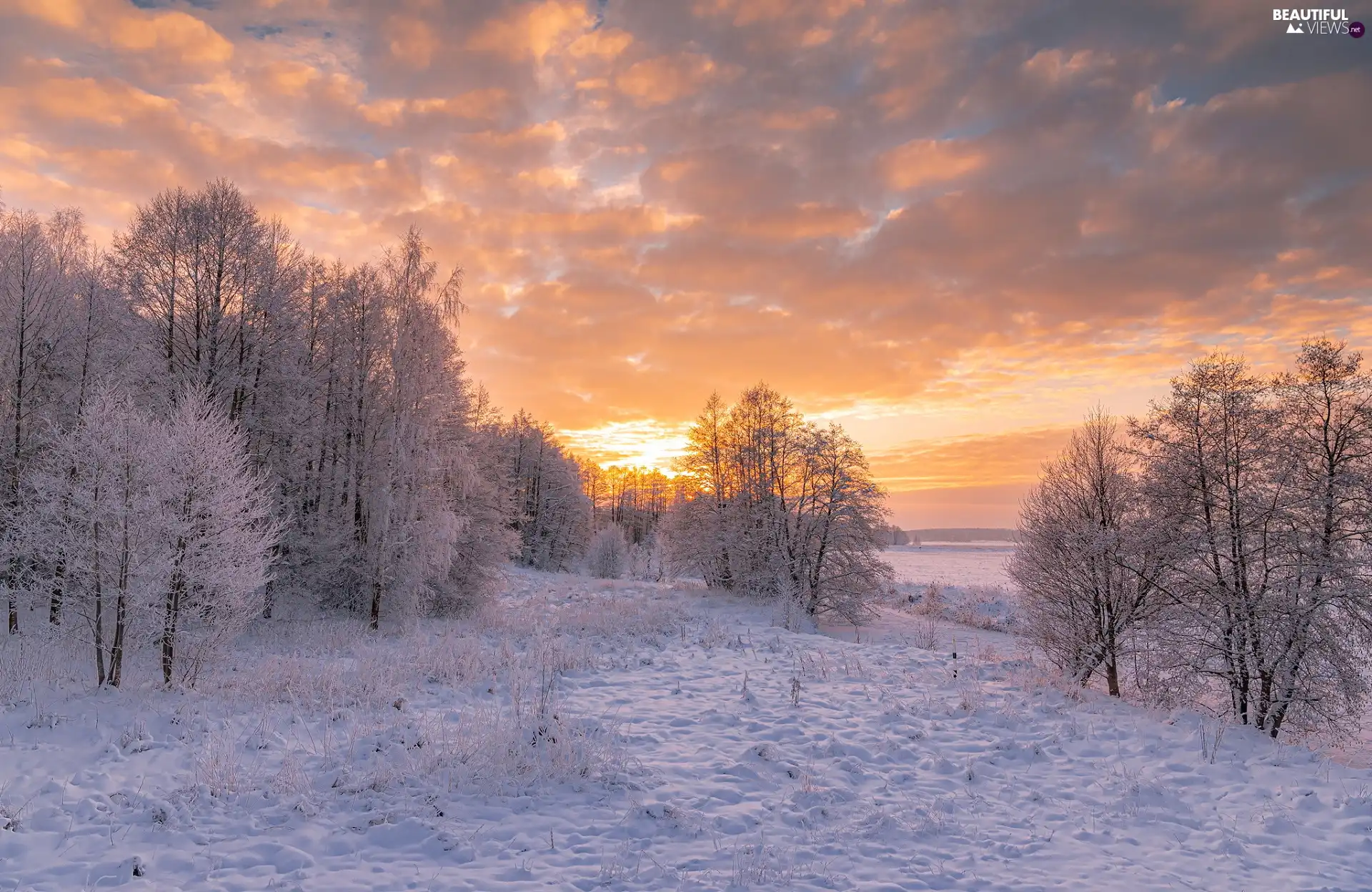 Field, trees, color, viewes, winter, snow, Sky