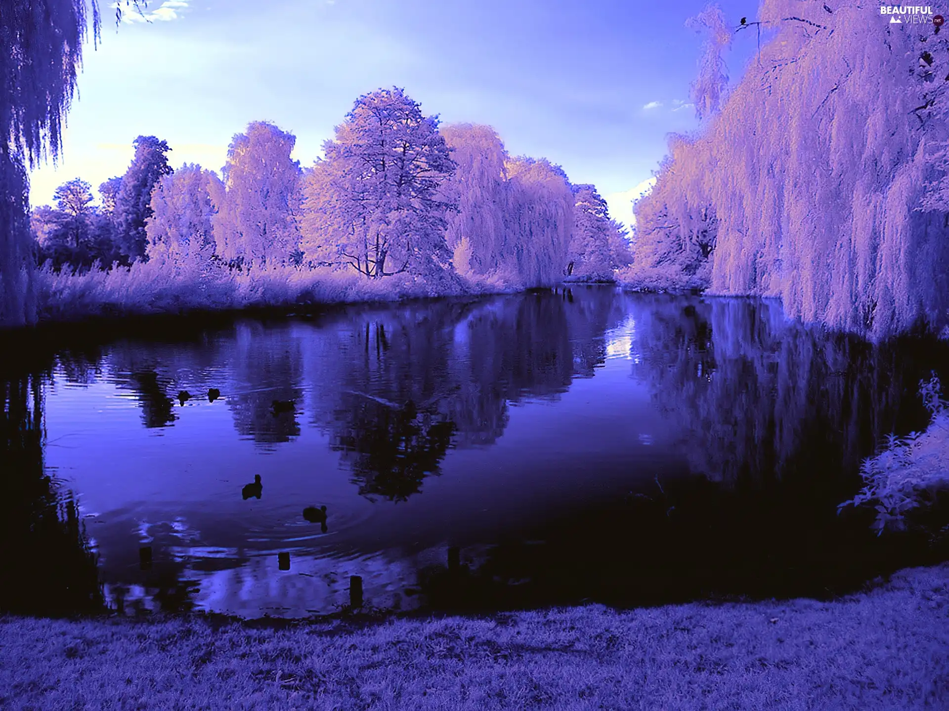 viewes, dawn, Snowy, trees, lake