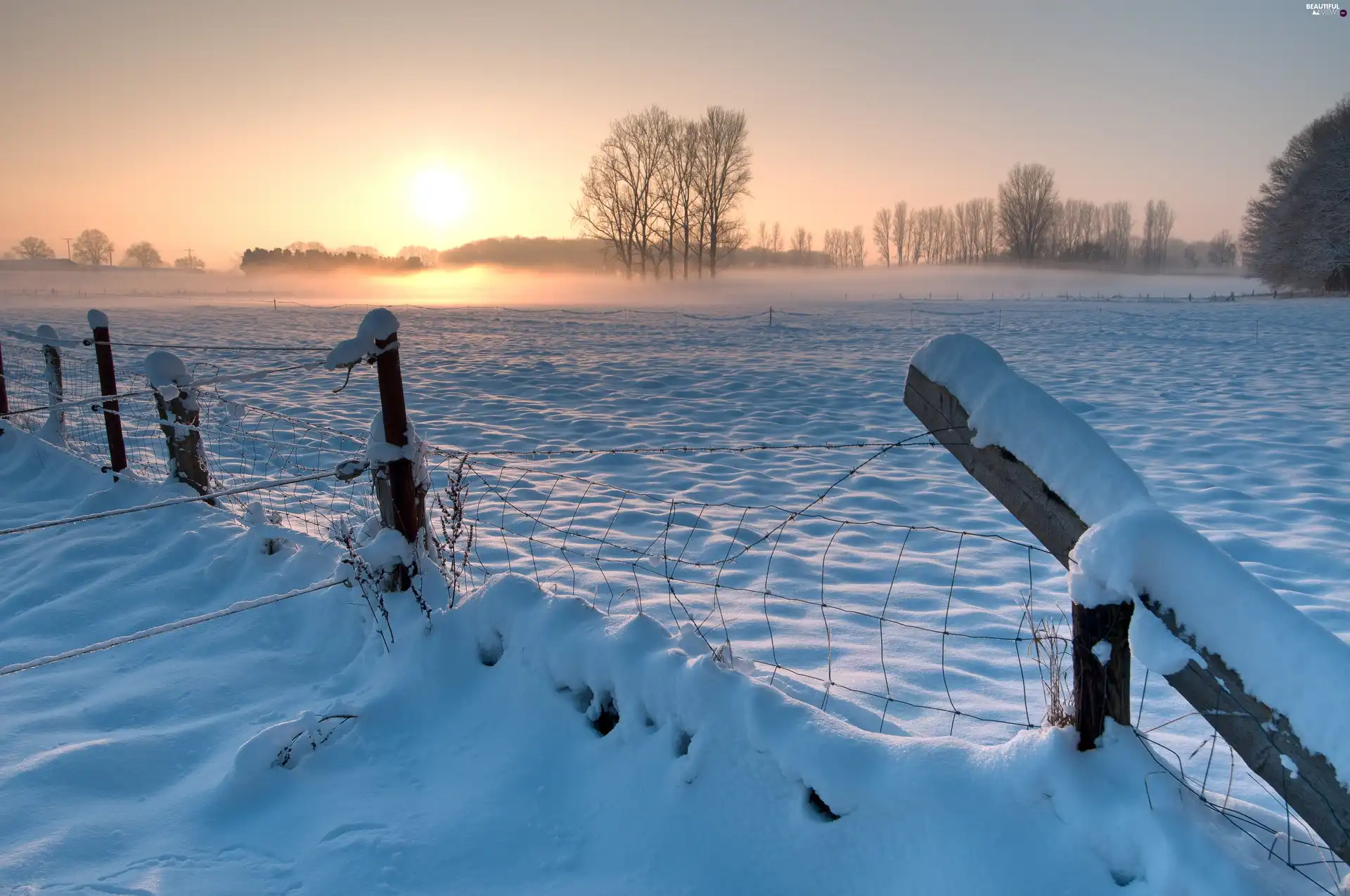 snow, Meadow, viewes, dawn, trees, fence