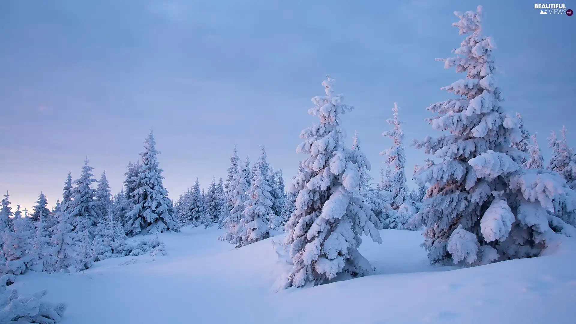 snow, winter, trees, viewes, Snowy, drifts