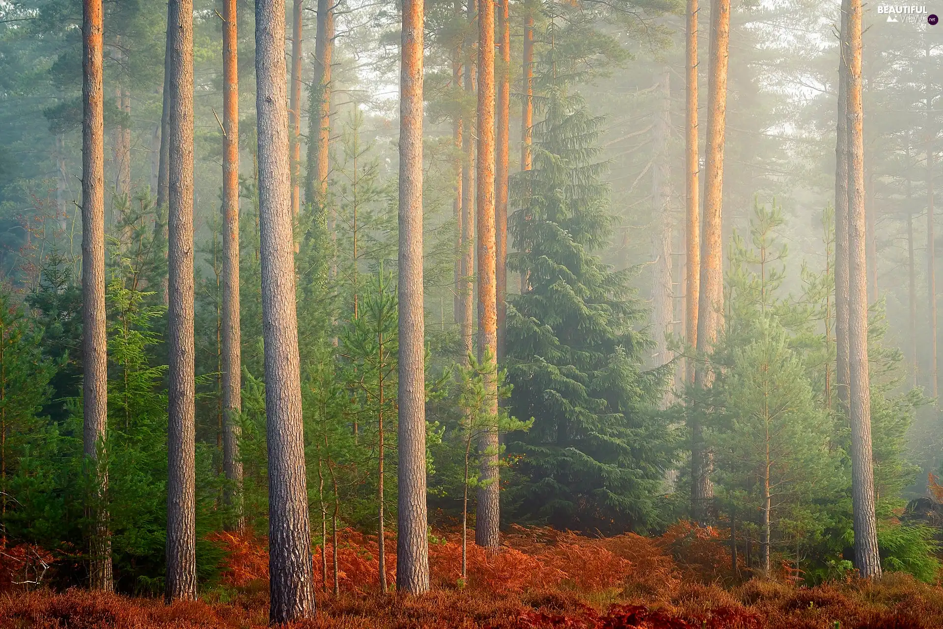 morning, trees, dry, viewes, forest, Fog, fern