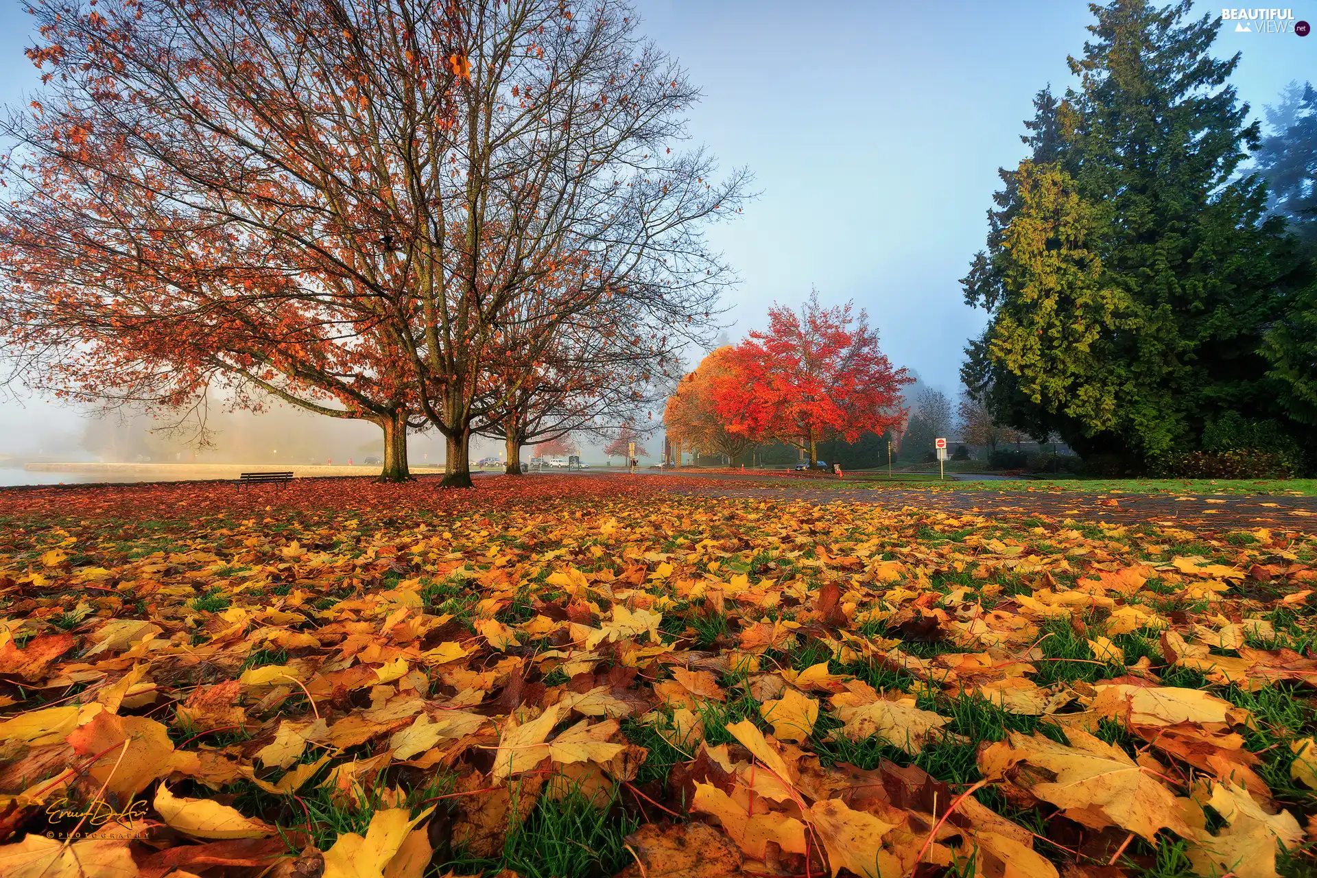 Bench, trees, fallen, viewes, Park, autumn, Leaf