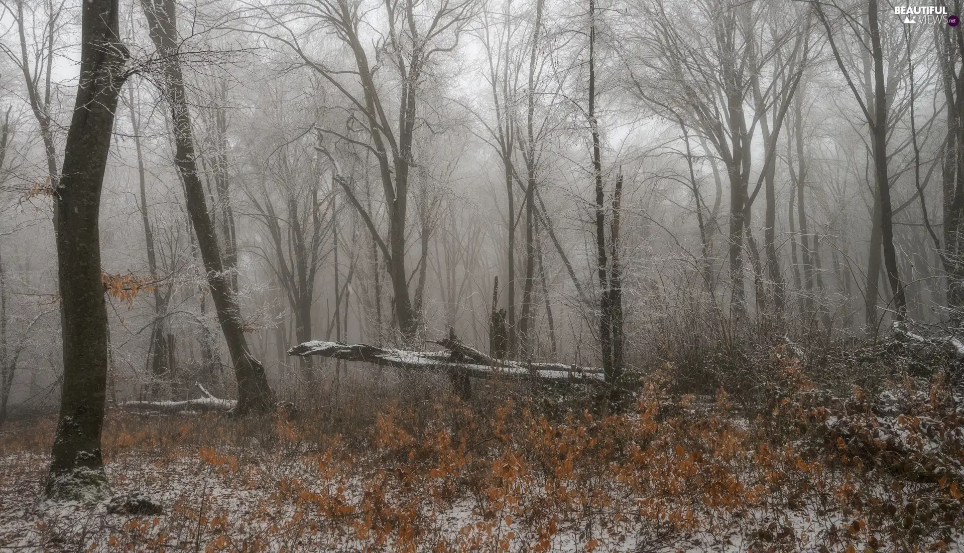 forest, trees, fallen, viewes, winter, Fog, Leaf