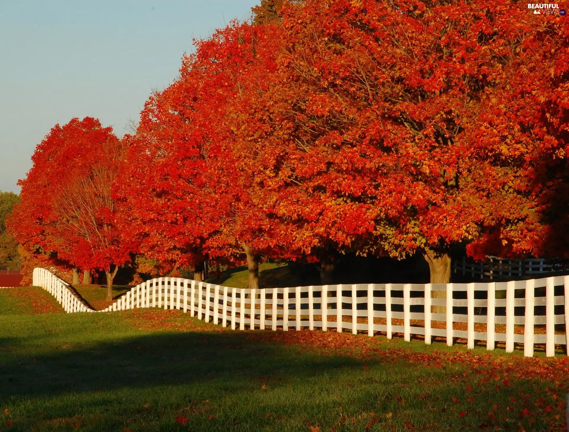 viewes, fence, Autumn, trees, beatyfull
