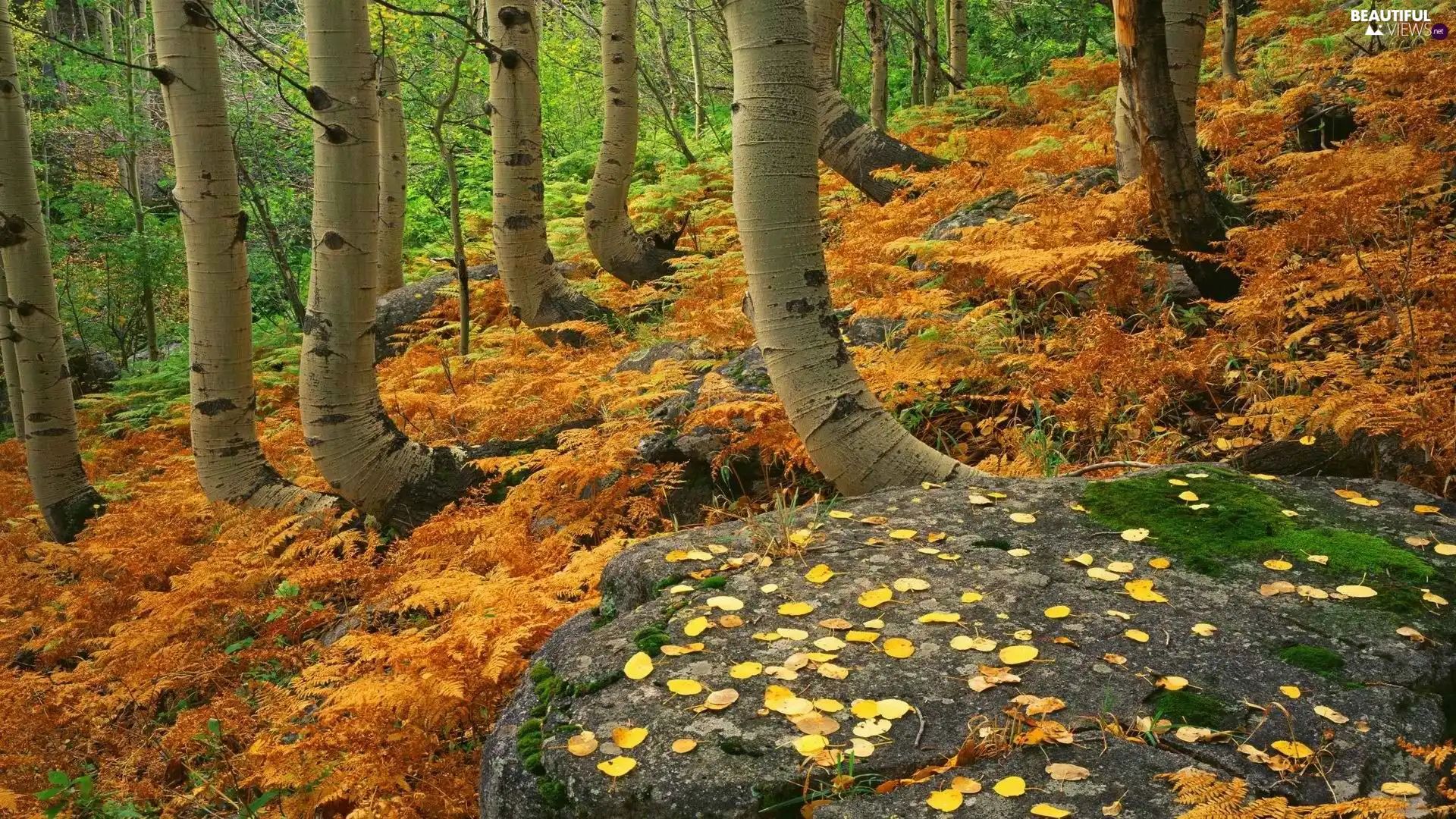 viewes, fern, Stones, trees, forest