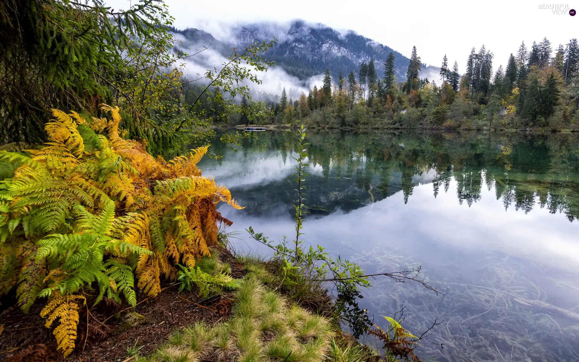 Fog, River, viewes, fern, trees, Mountains