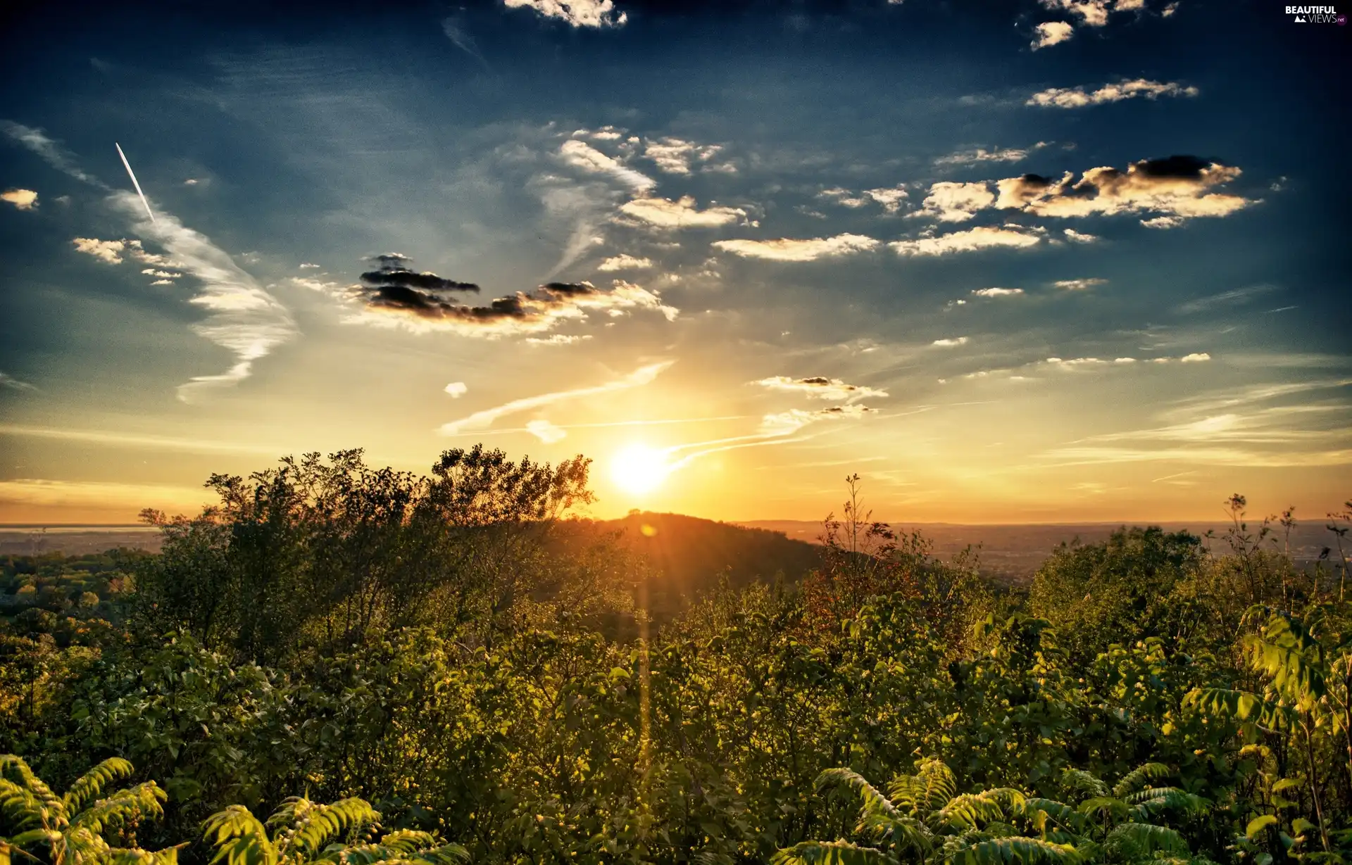 viewes, fern, sun, trees, west