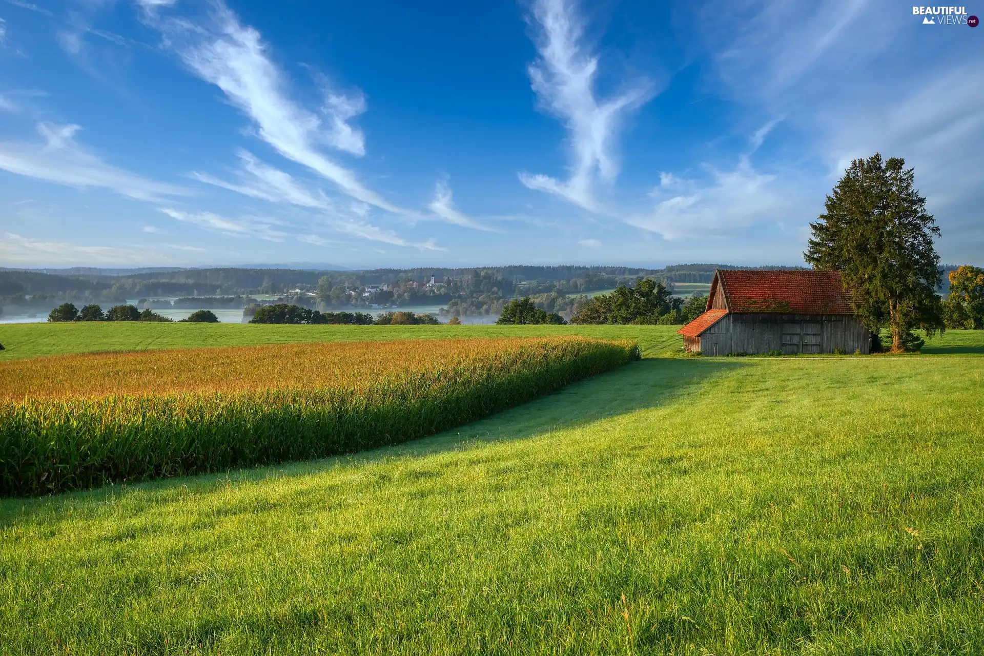 trees, viewes, field, cote, Meadow