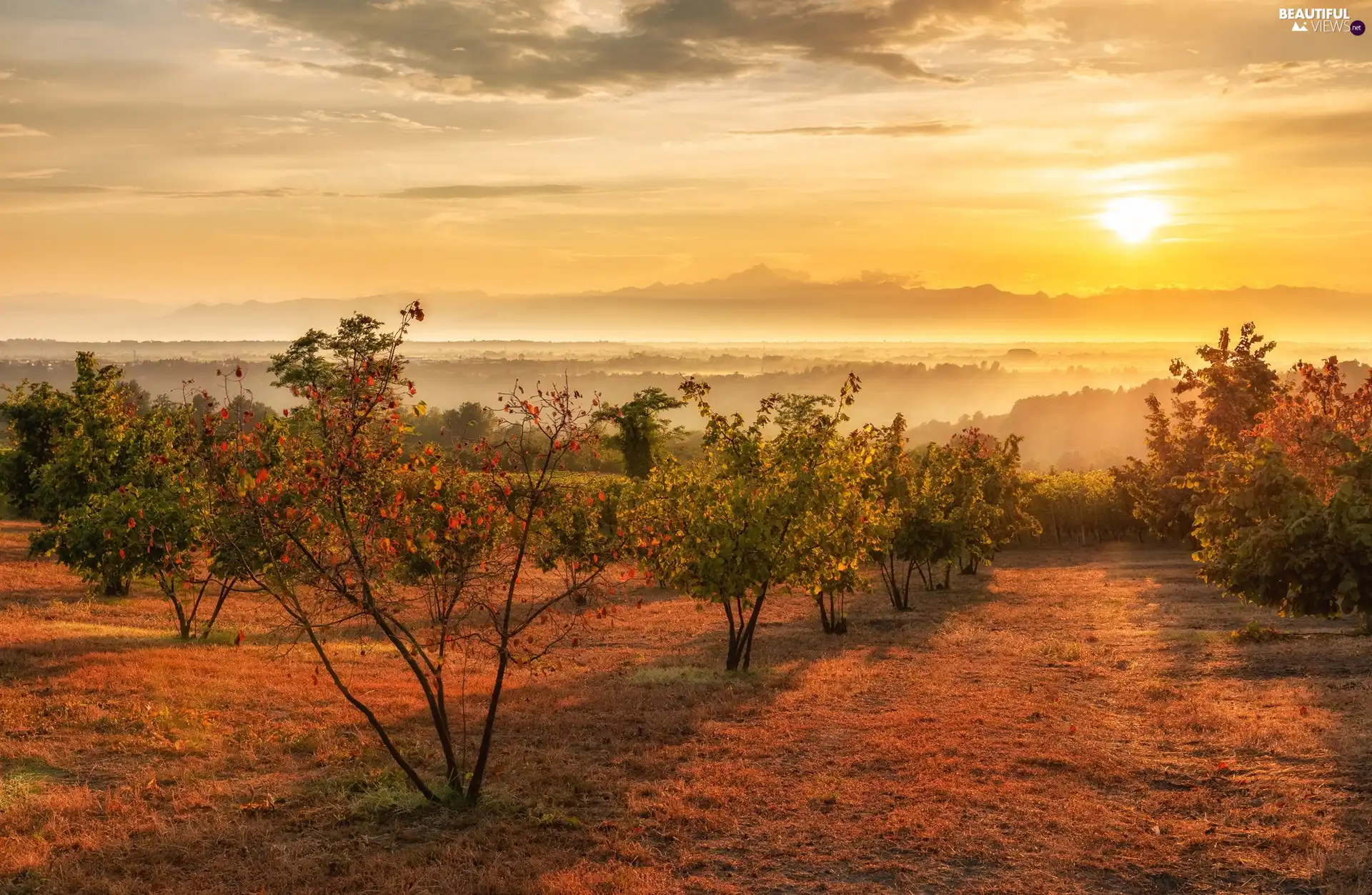 viewes, Bush, Italy, Fog, Tuscany, trees, Field, Great Sunsets