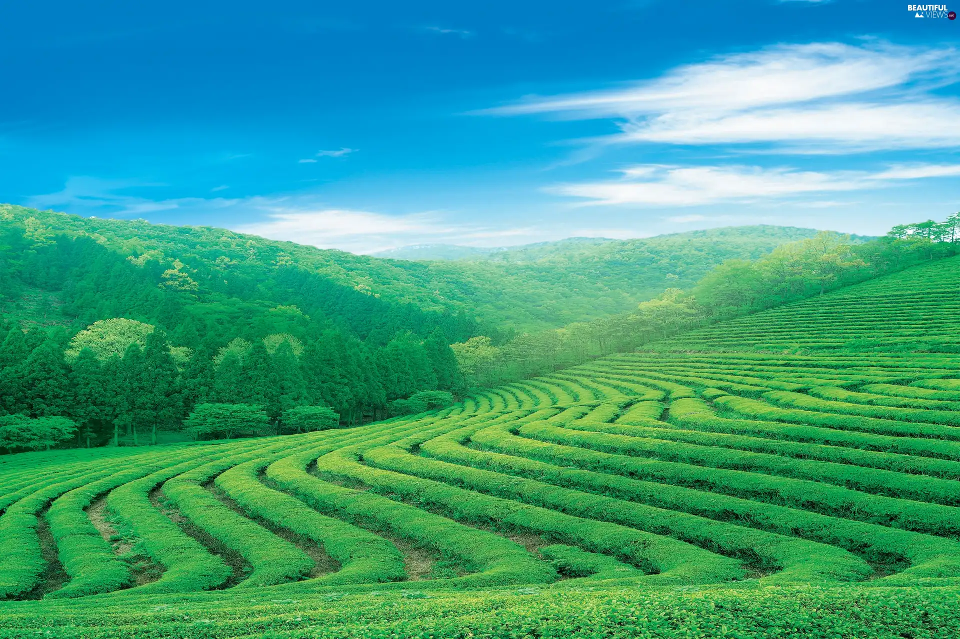 Sky, Field, viewes, field, trees, Meadow