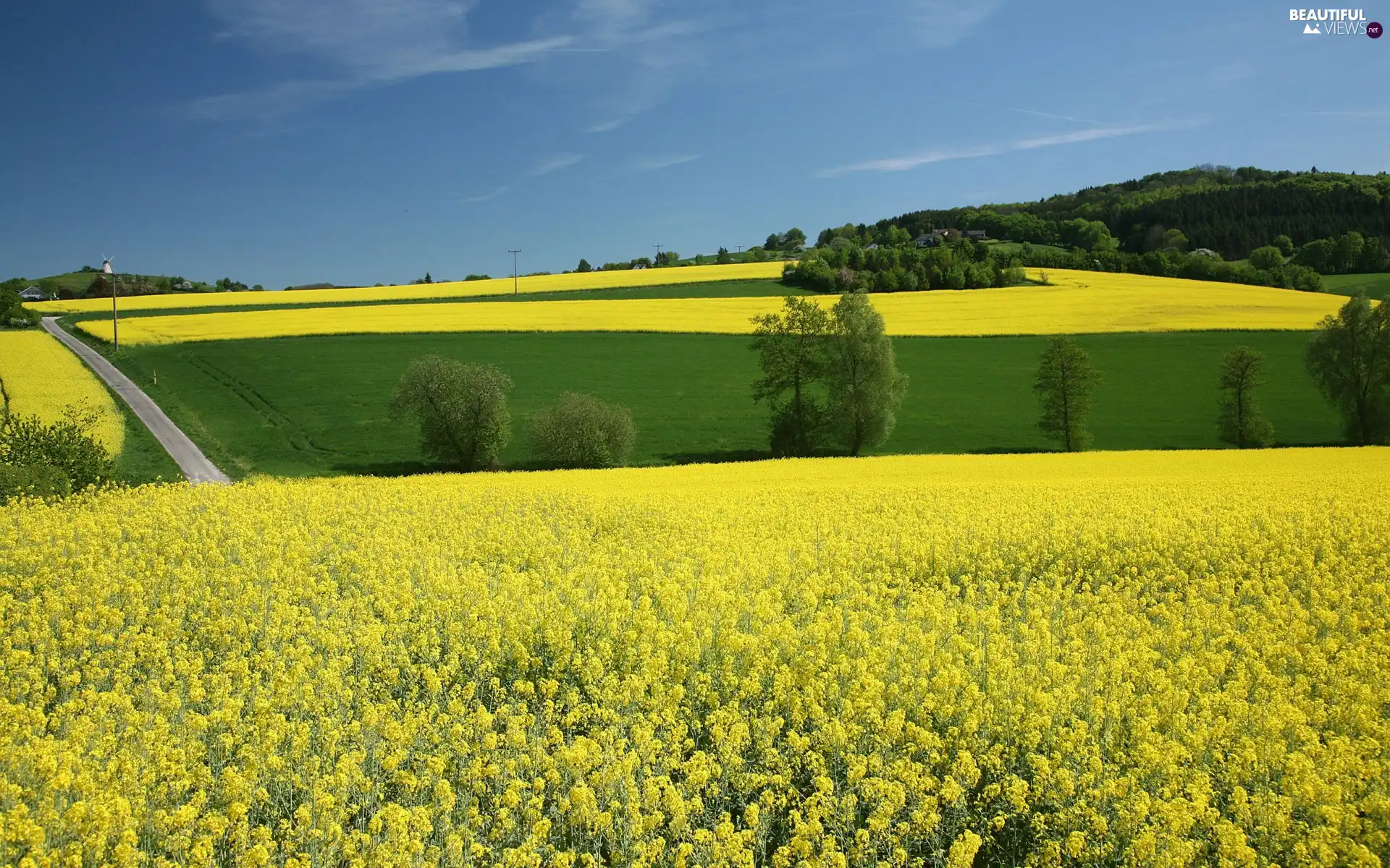 Field, trees, viewes, rape