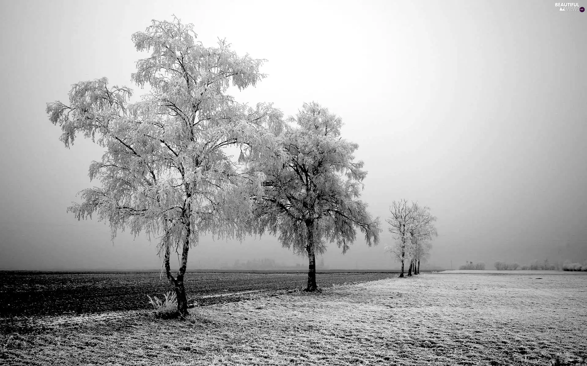 viewes, Field, frosty, trees, winter