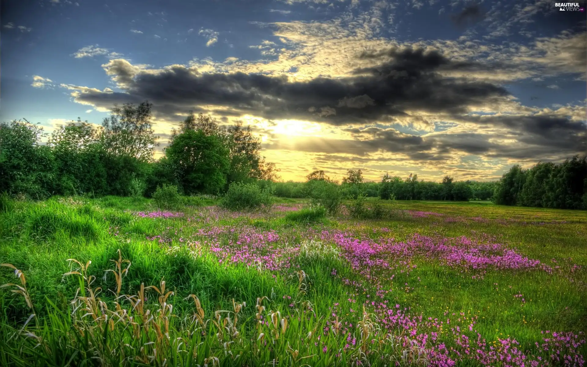 Meadow, west, viewes, Flowers, trees, sun