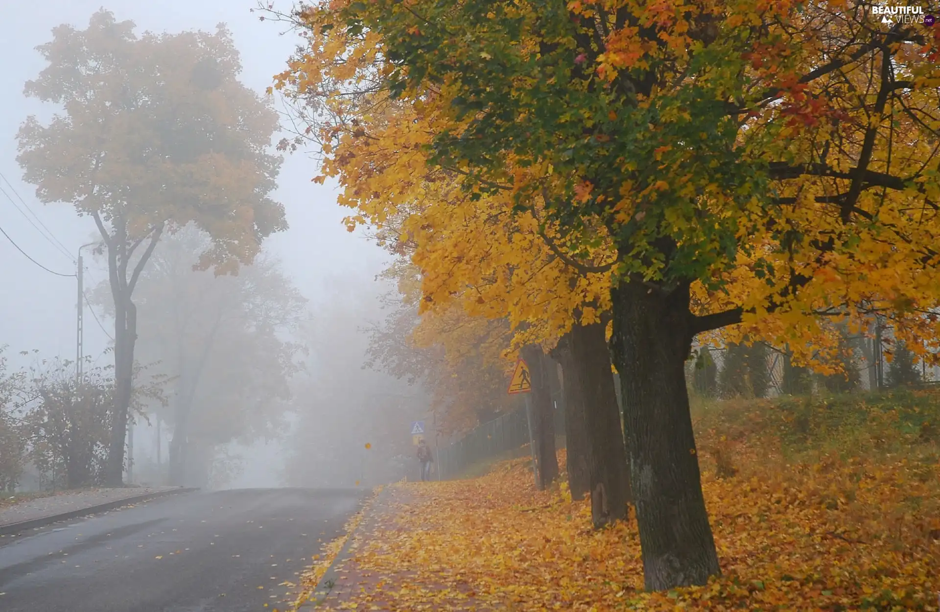 viewes, Fog, Way, trees, autumn