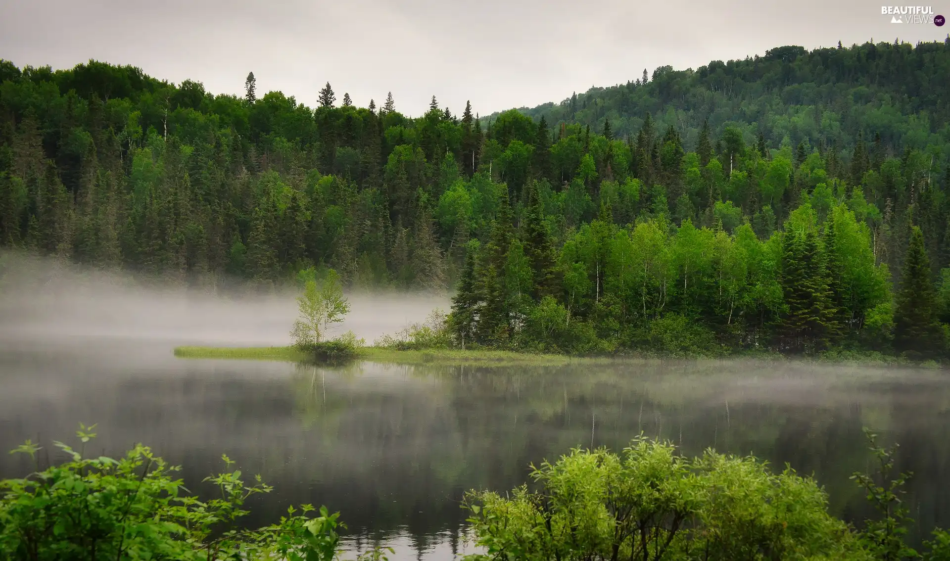 trees, viewes, Fog, forest, lake