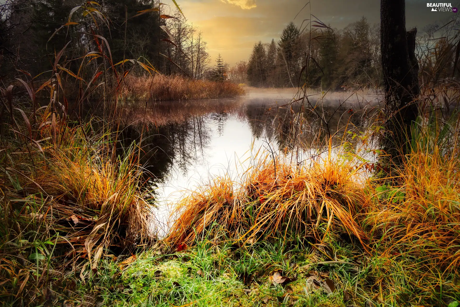 trees, viewes, Fog, grass, lake