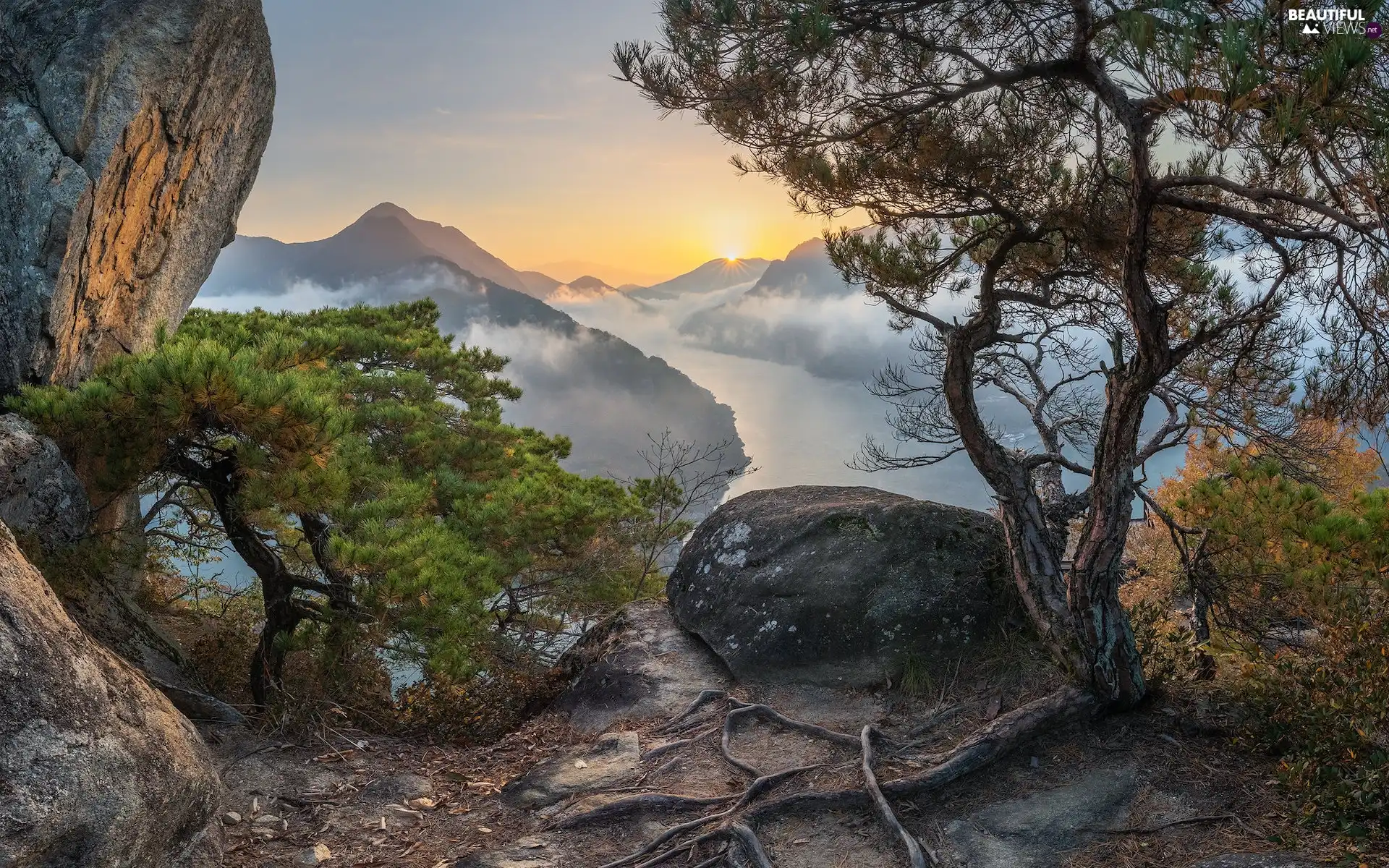 rocks, River, Fog, trees, pine, Sunrise, Mountains, viewes