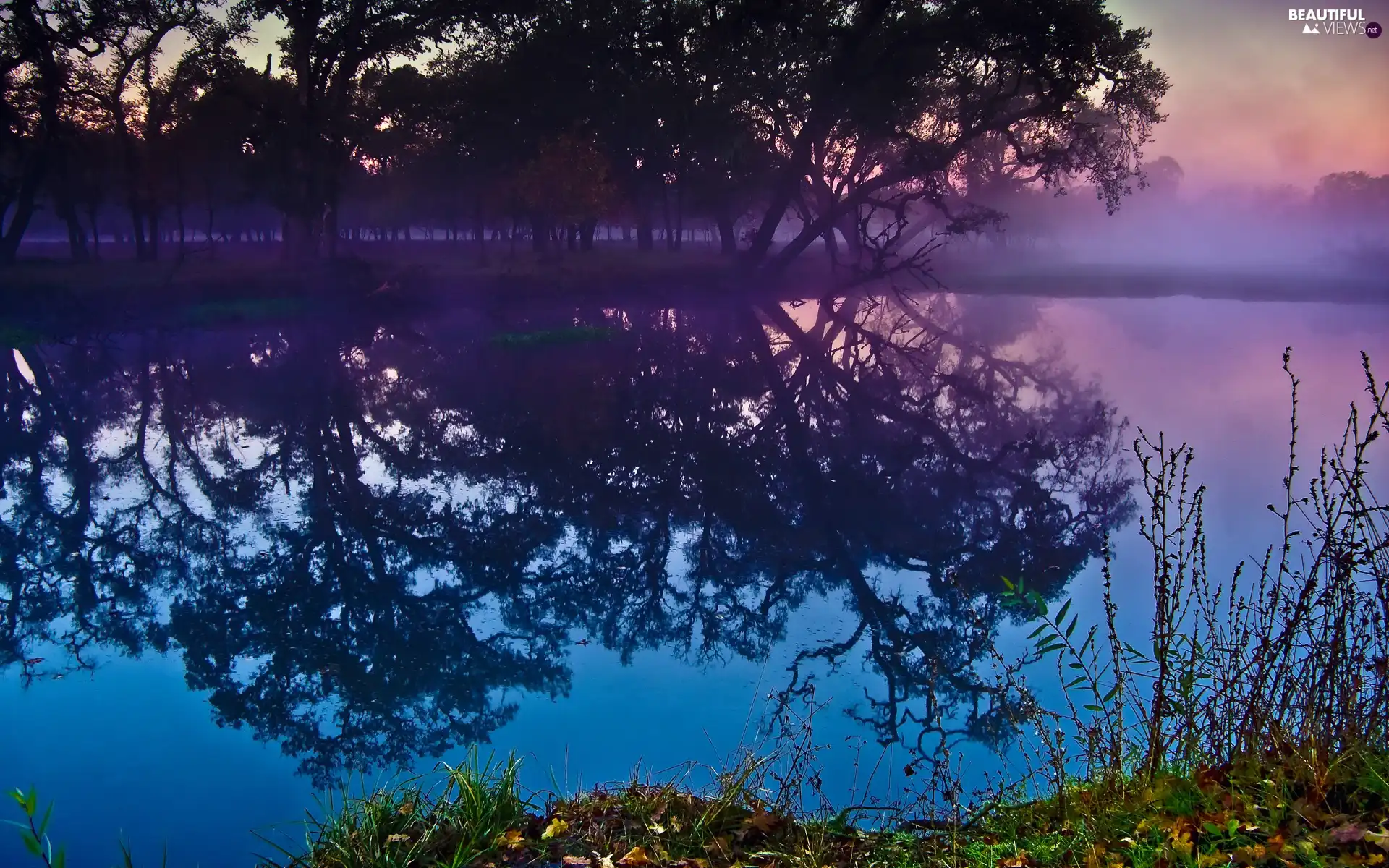 Fog, trees, viewes, lake