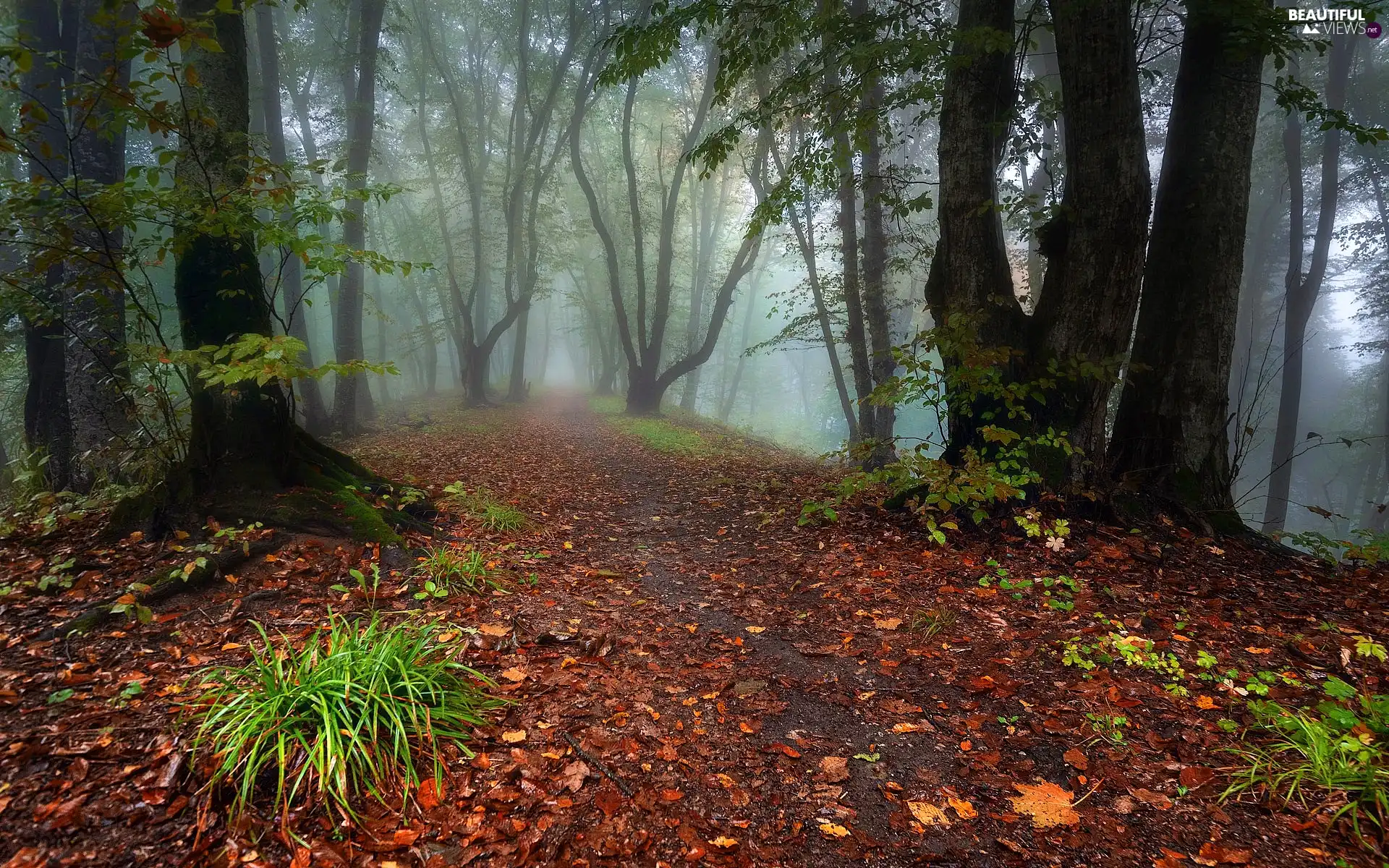 Tufts, trees, Fog, viewes, forest, grass, Leaf