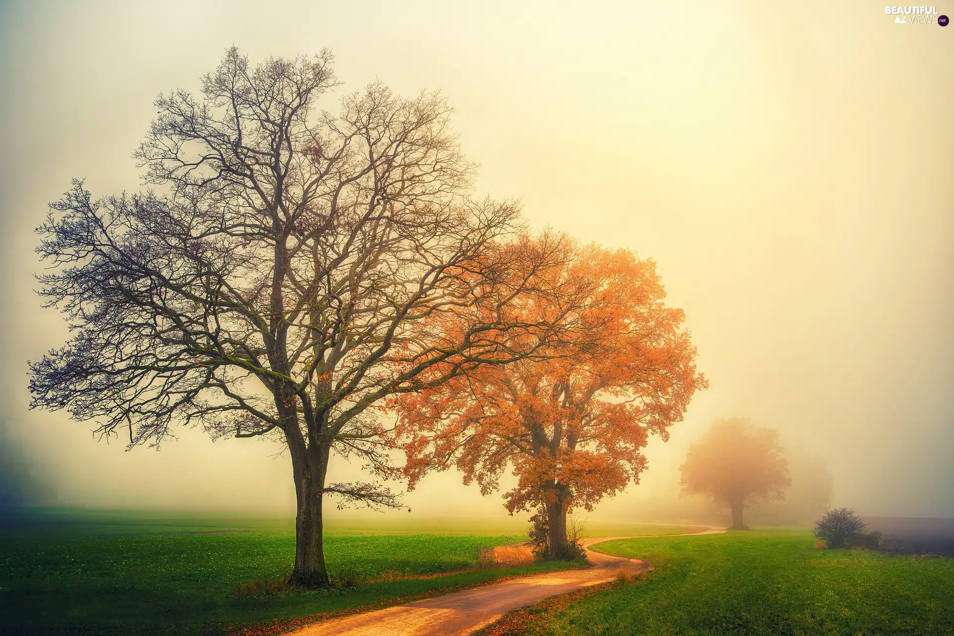Way, trees, Fog, viewes, autumn, Meadow, morning