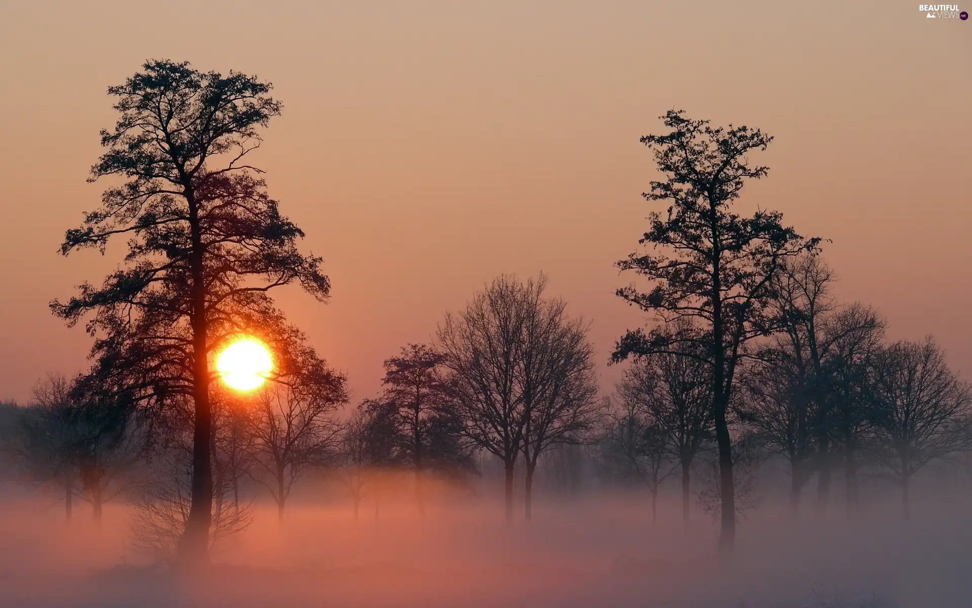 viewes, Fog, sun, trees, west