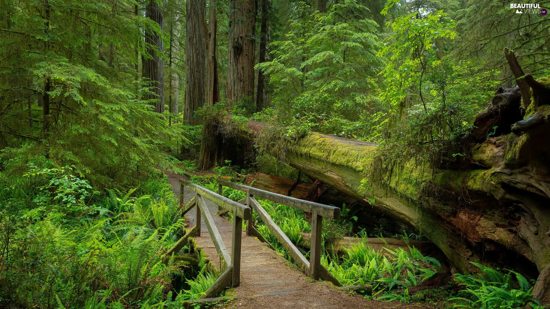 fern, trees, footbridge, viewes, forest, bridges, trunk