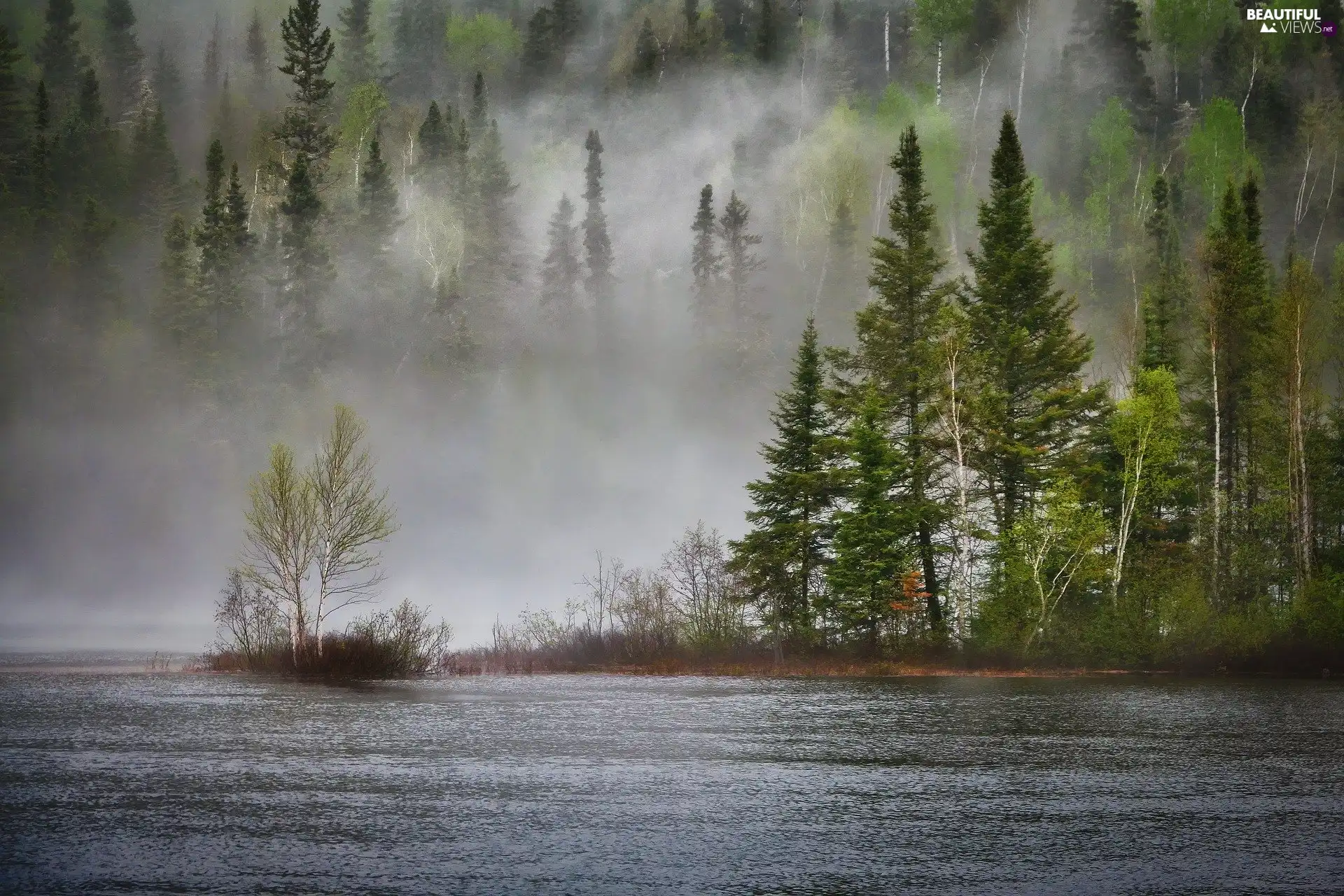 trees, viewes, forest, lake, Fog