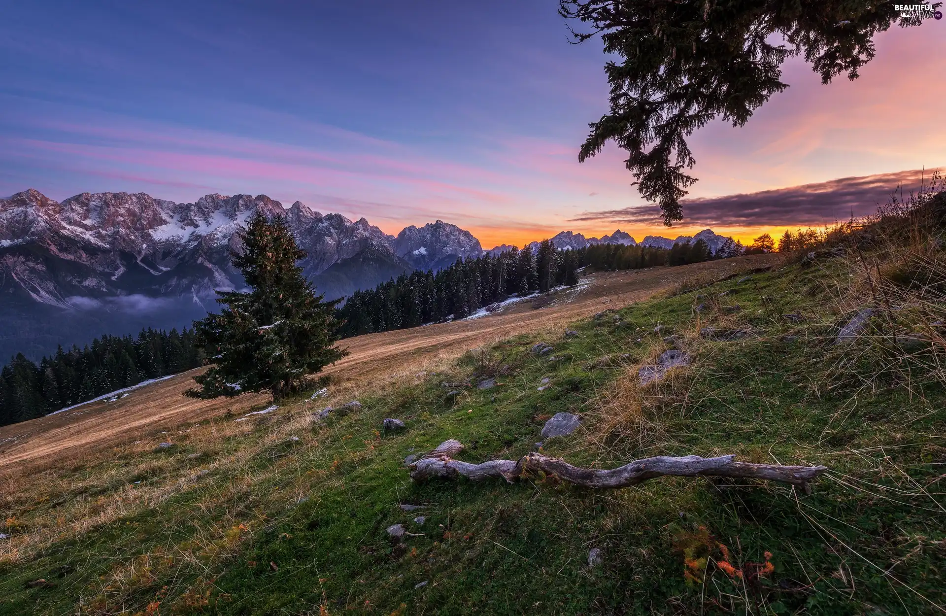 trees, viewes, forest, Sunrise, Mountains