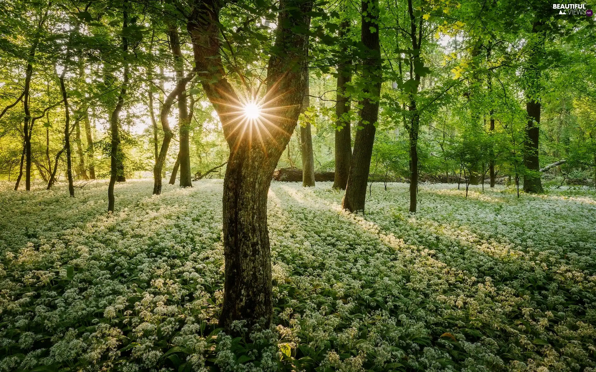 Flowers, trees, rays of the Sun, viewes, forest, Wild Garlic, Spring