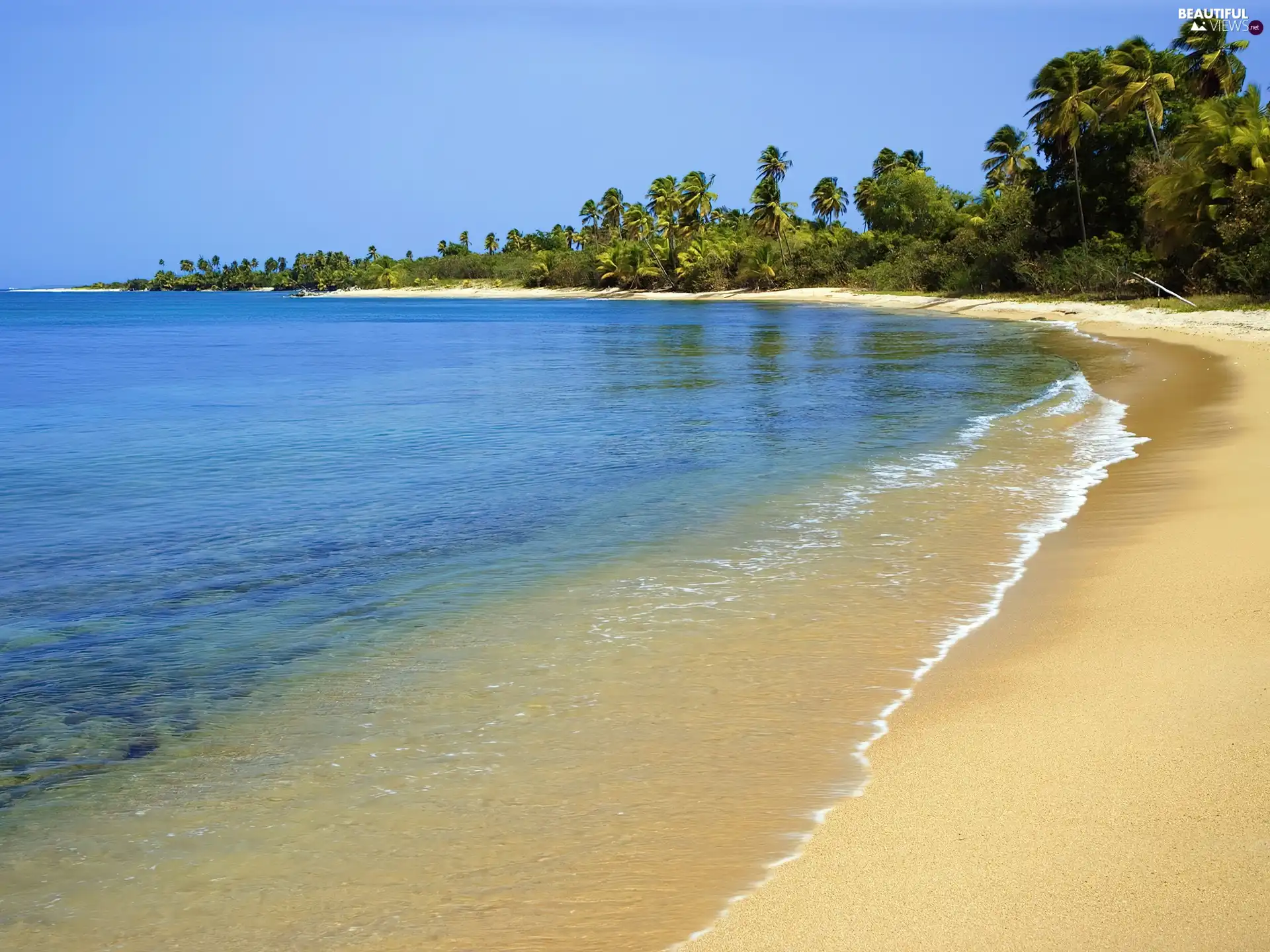 viewes, forest, Beaches, trees, sea