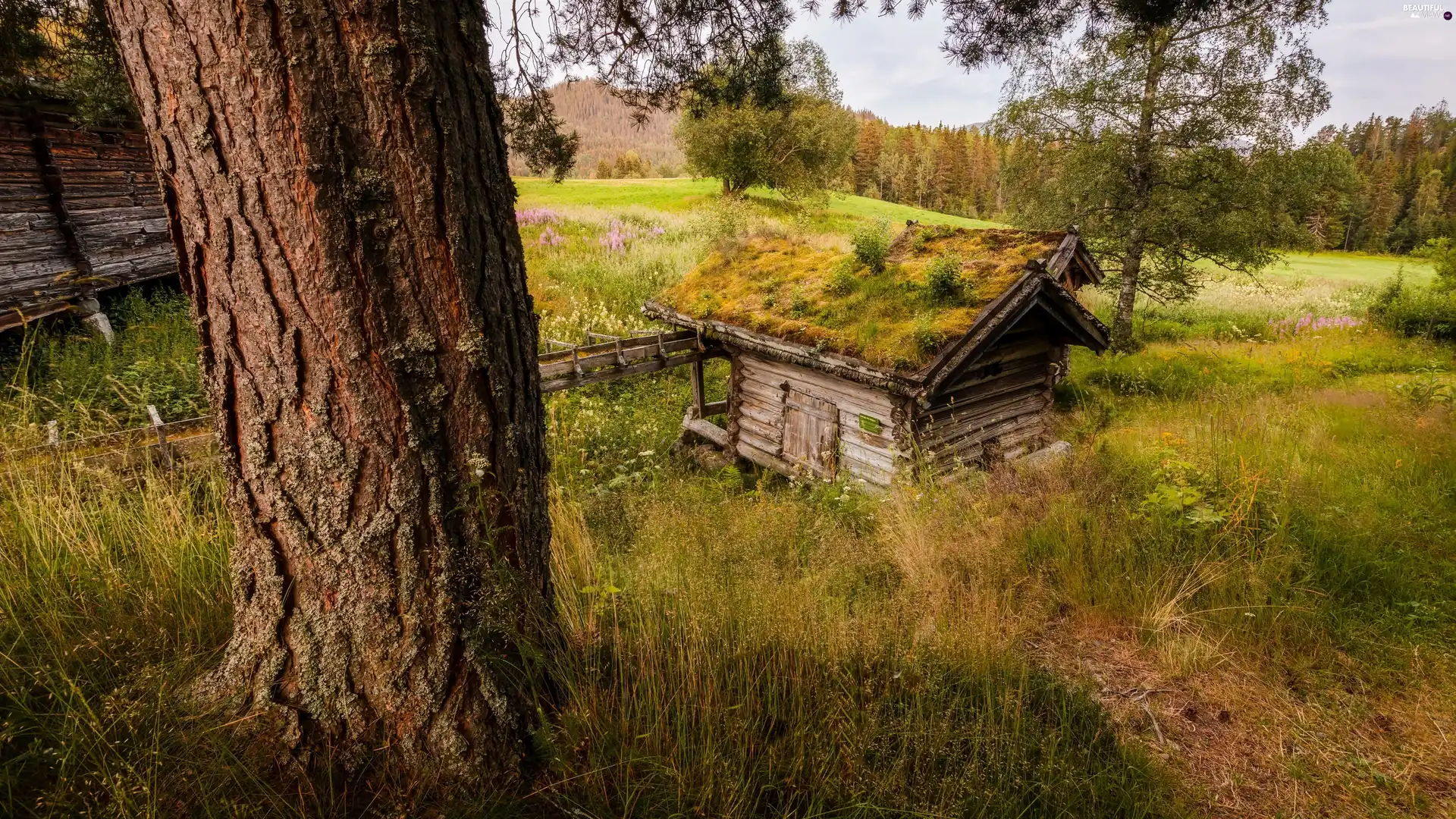 Two, trees, forest, viewes, Meadow, Sheds, autumn