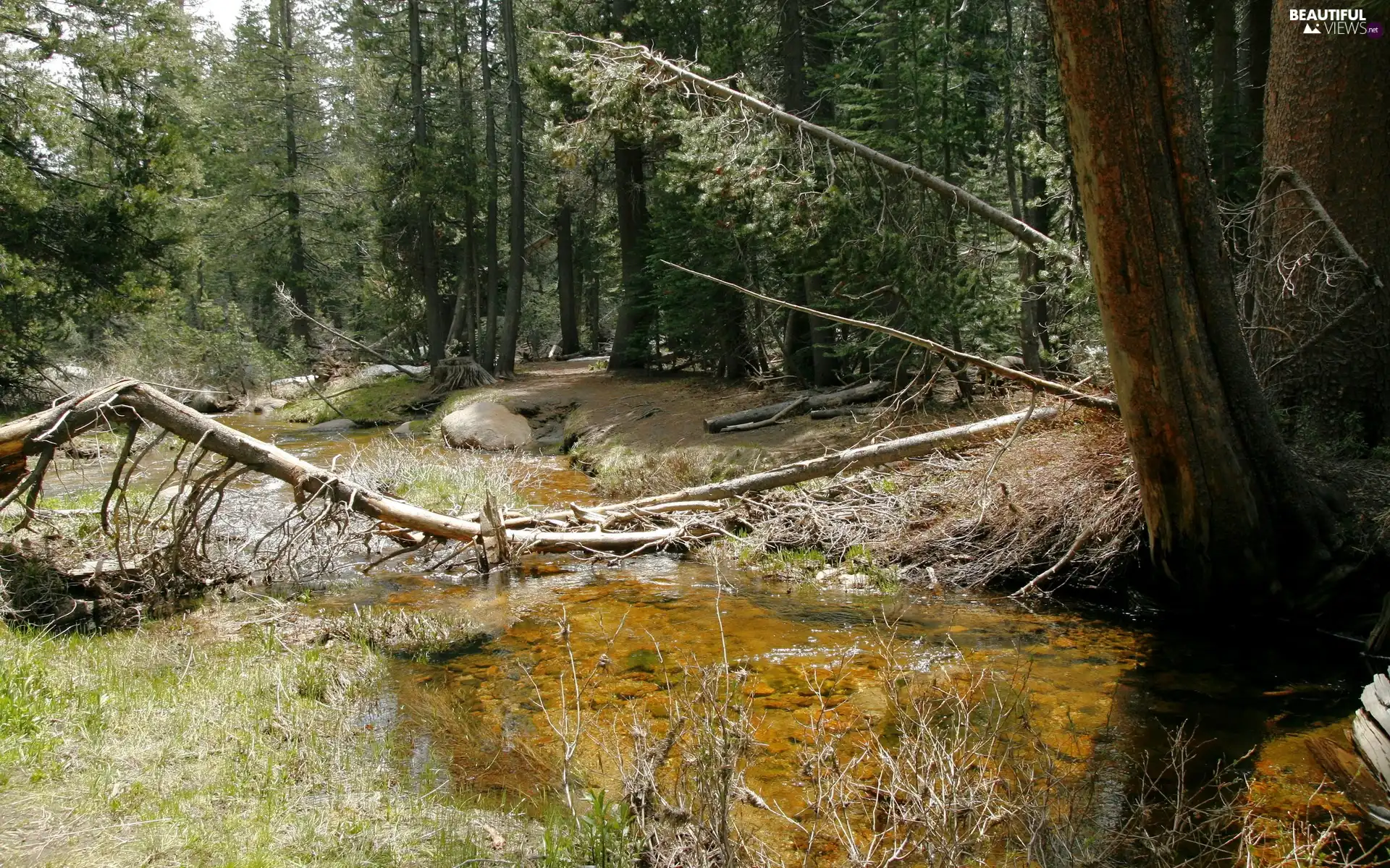 forest, trees, viewes, brook