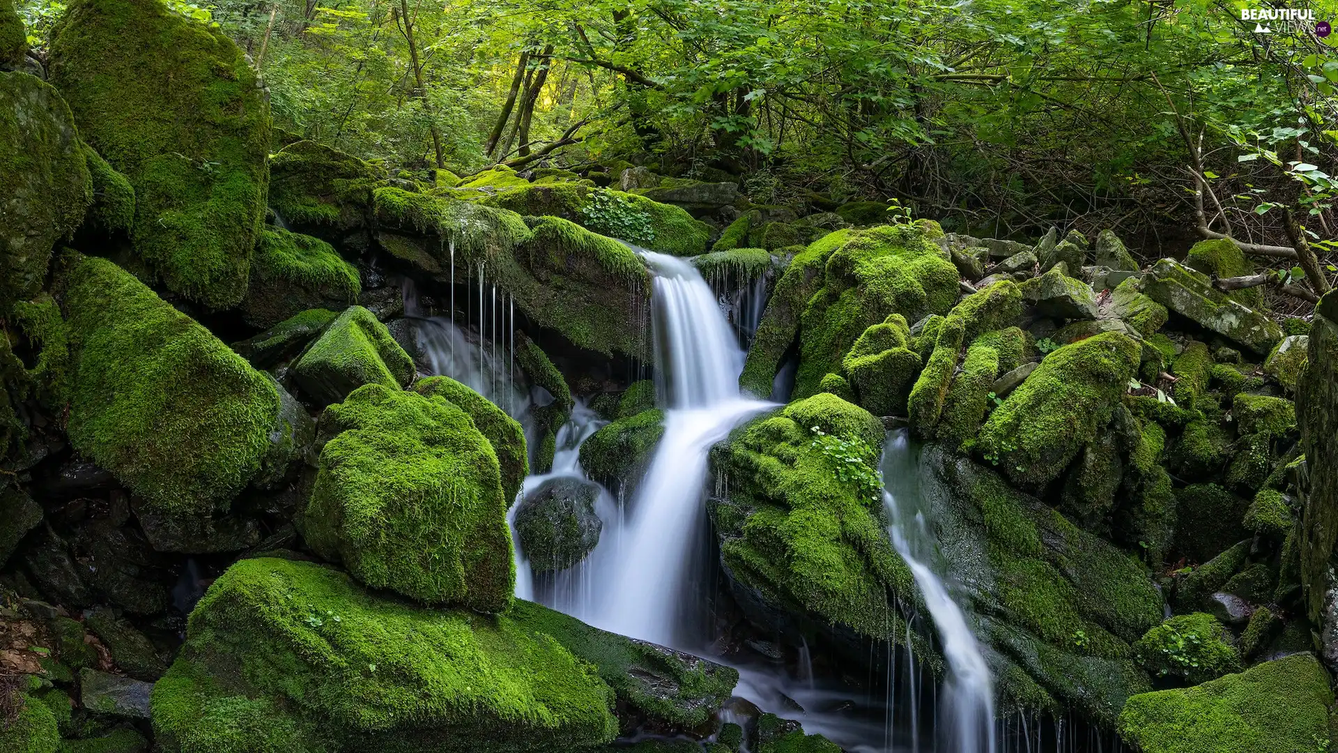 mossy, waterfall, trees, viewes, Stones, forest