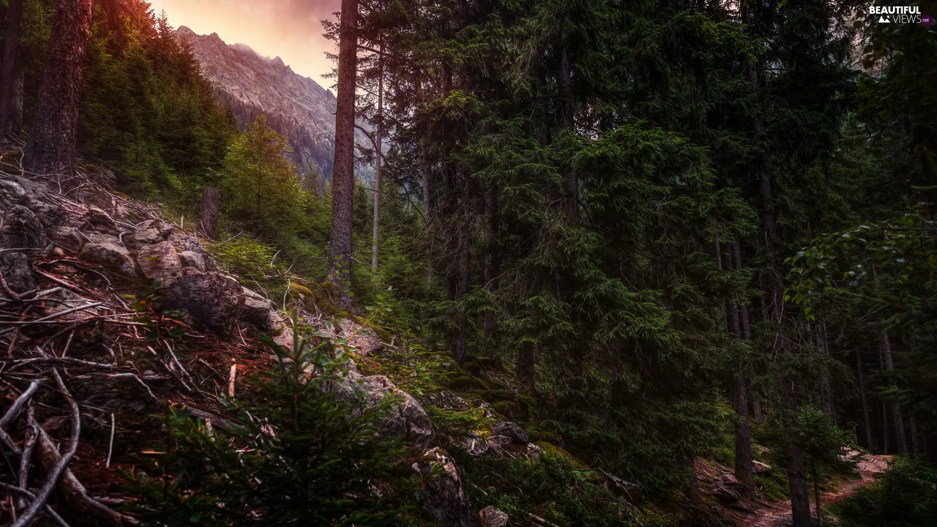 forest, trees, viewes, Mountains