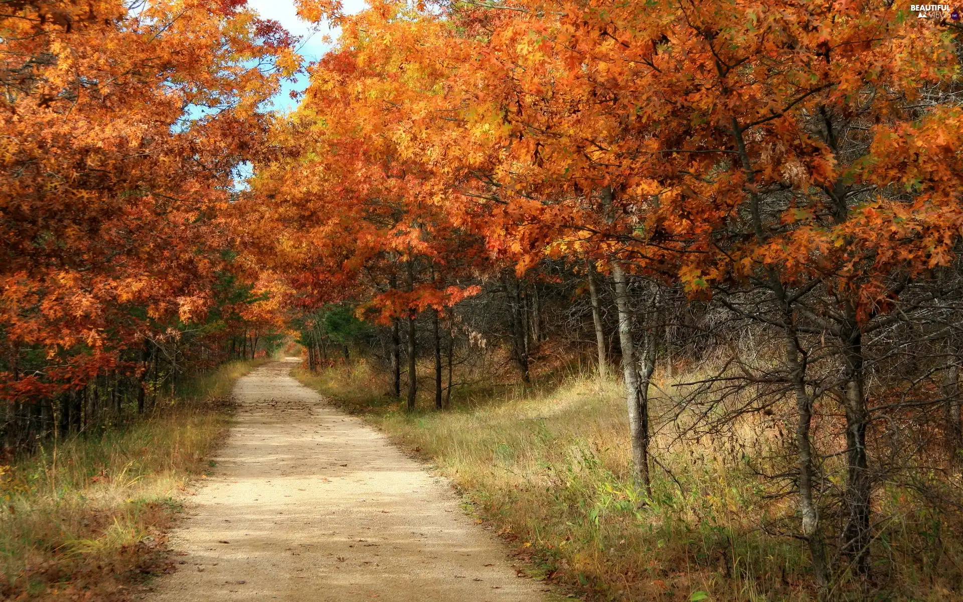 forest, trees, viewes, Way