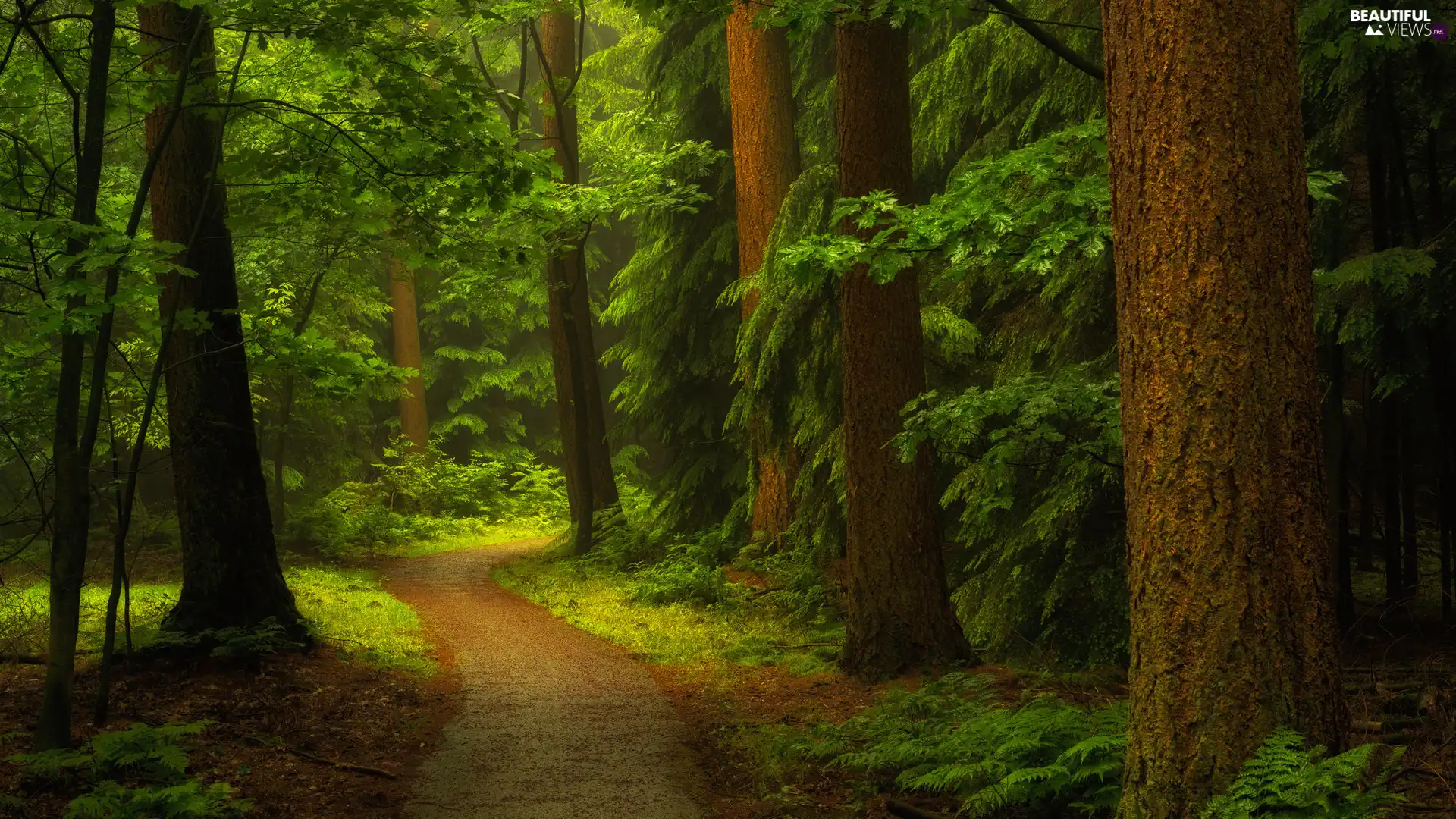 forest, trees, viewes, Way