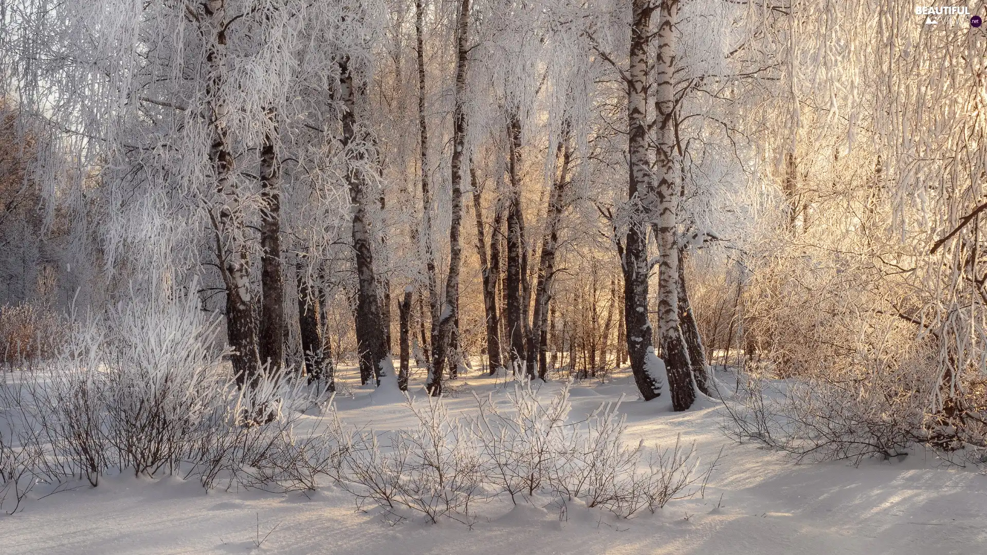 trees, viewes, forest, Bush, winter