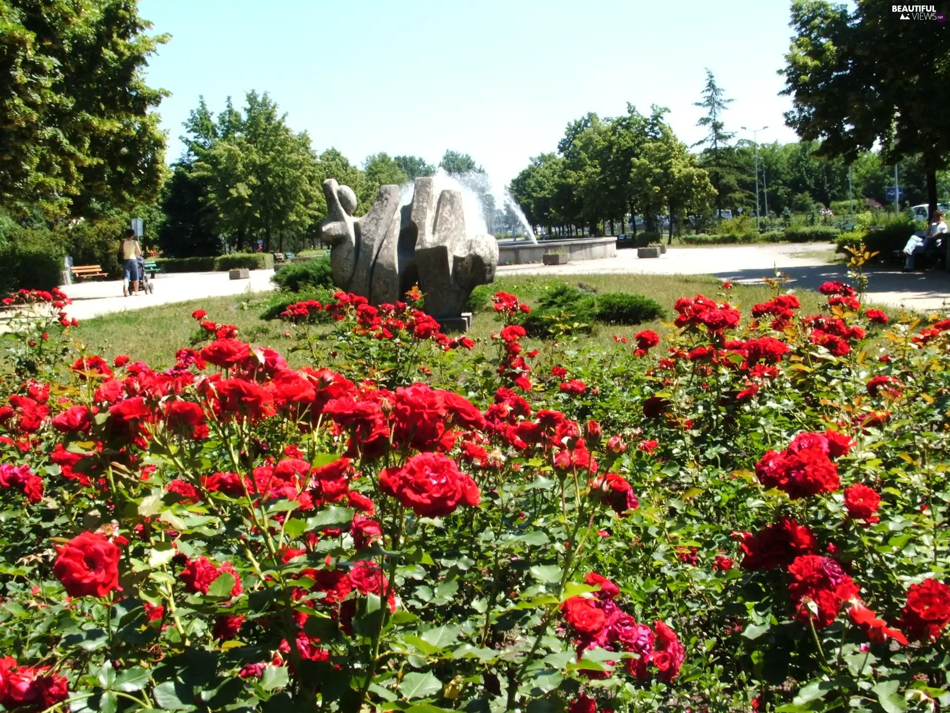 viewes, fountain, roses, trees, Park